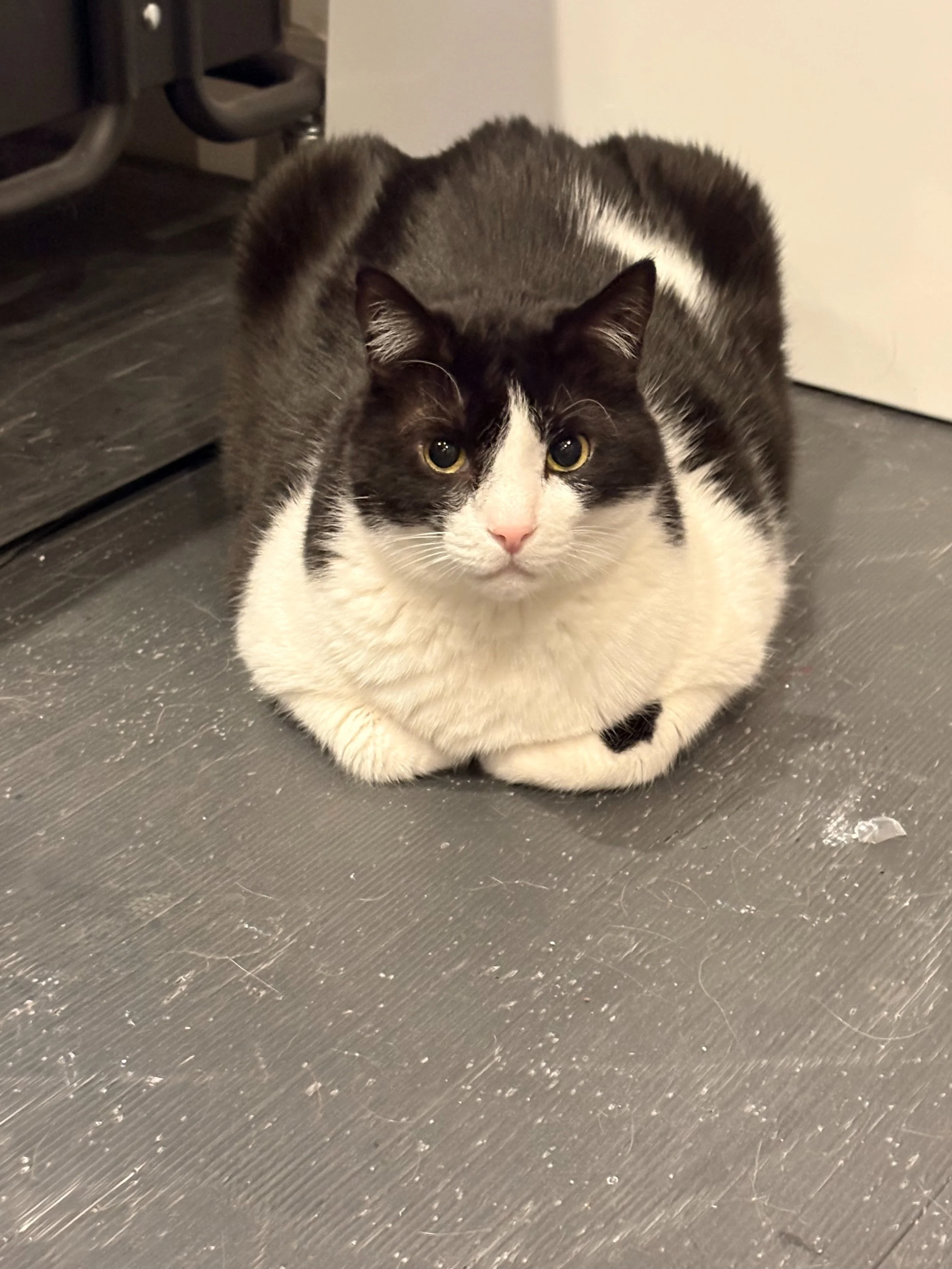 Cat sitting still and observing representing intuition and awareness