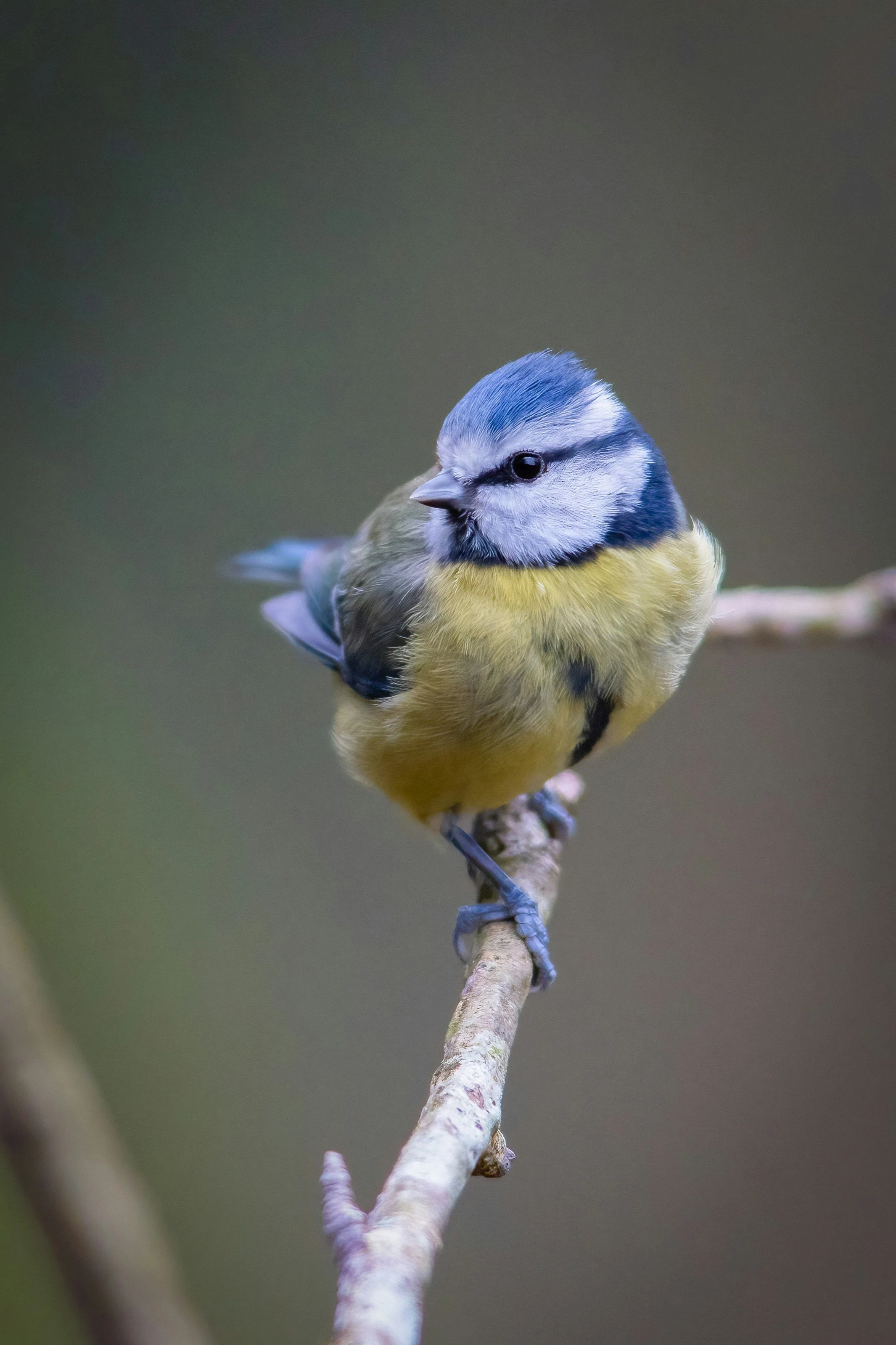 Bird resting on branch symbolising a messenger between worlds