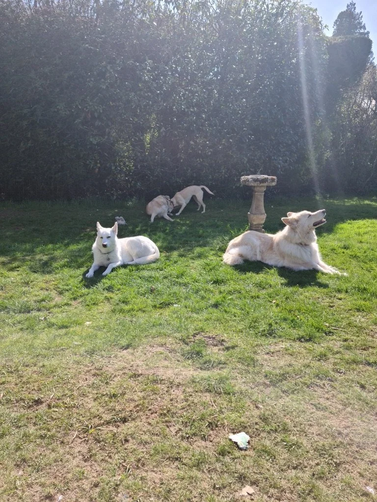 Cassie the white german shepherd, and Casper the white husky lying in the garden with Chance and Lucky behind