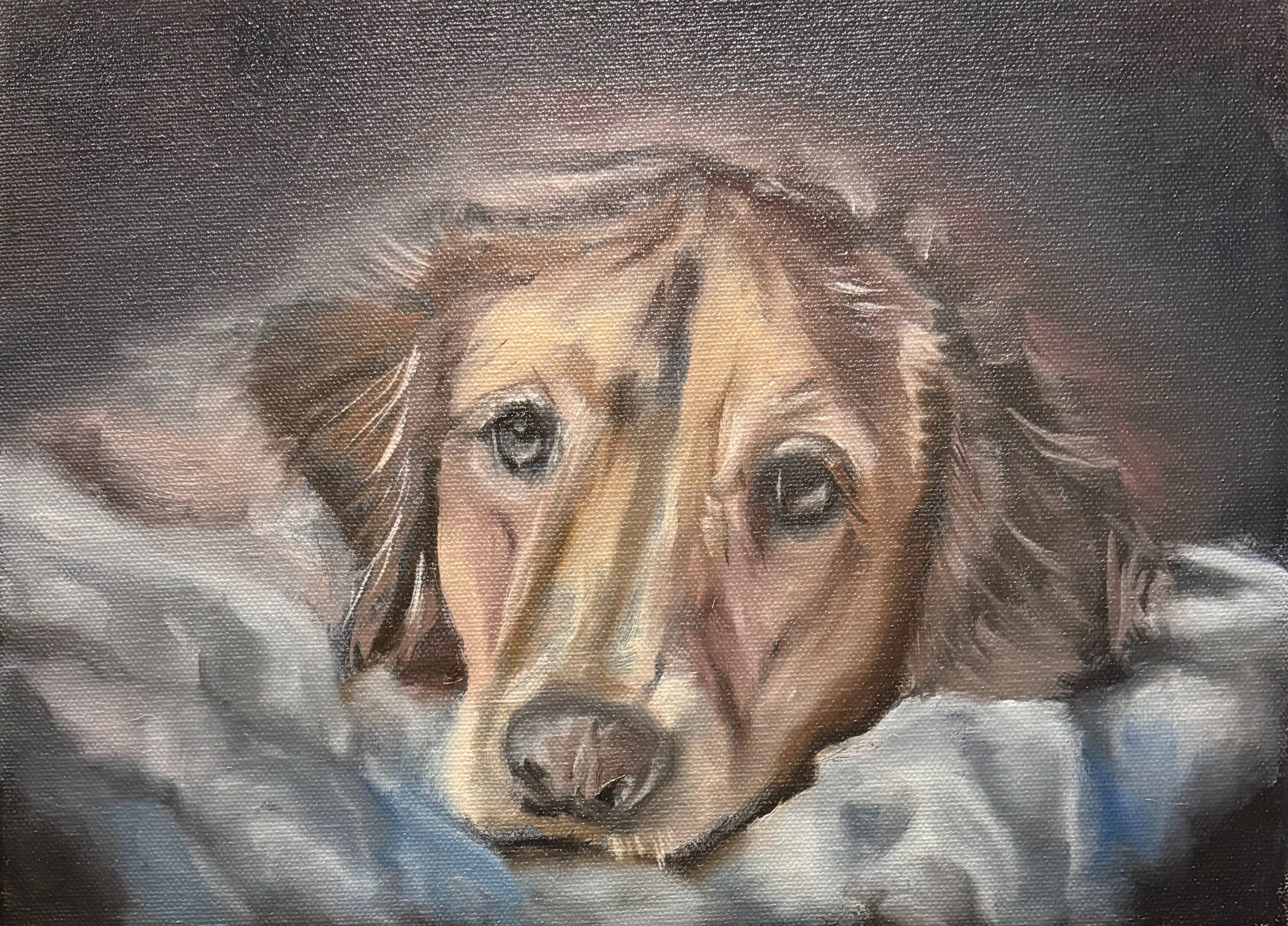 Mid stage development of a resting dog with emerging detail in the eyes and fur