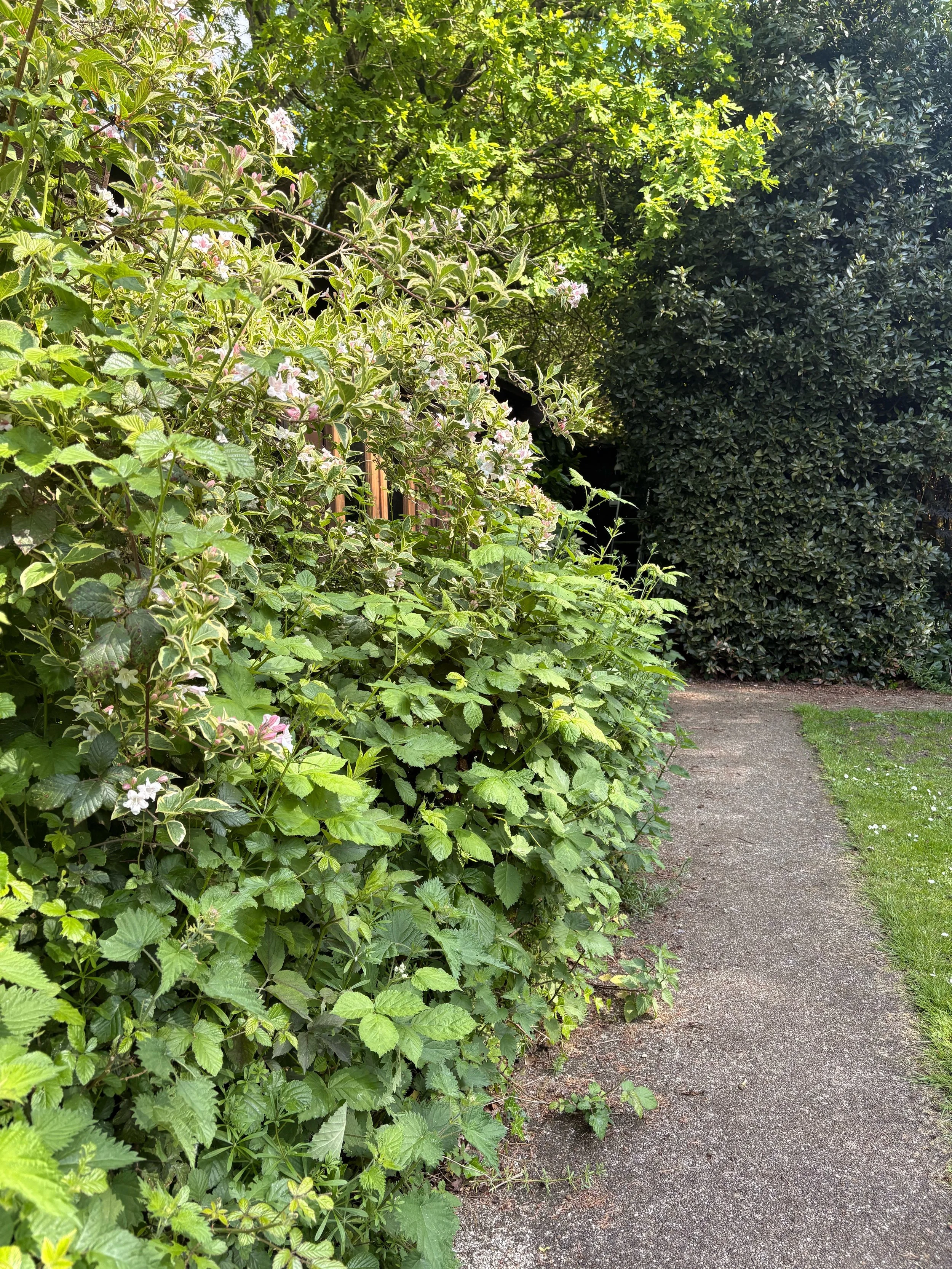 Quiet garden space in soft summer light, evoking stillness and reflection