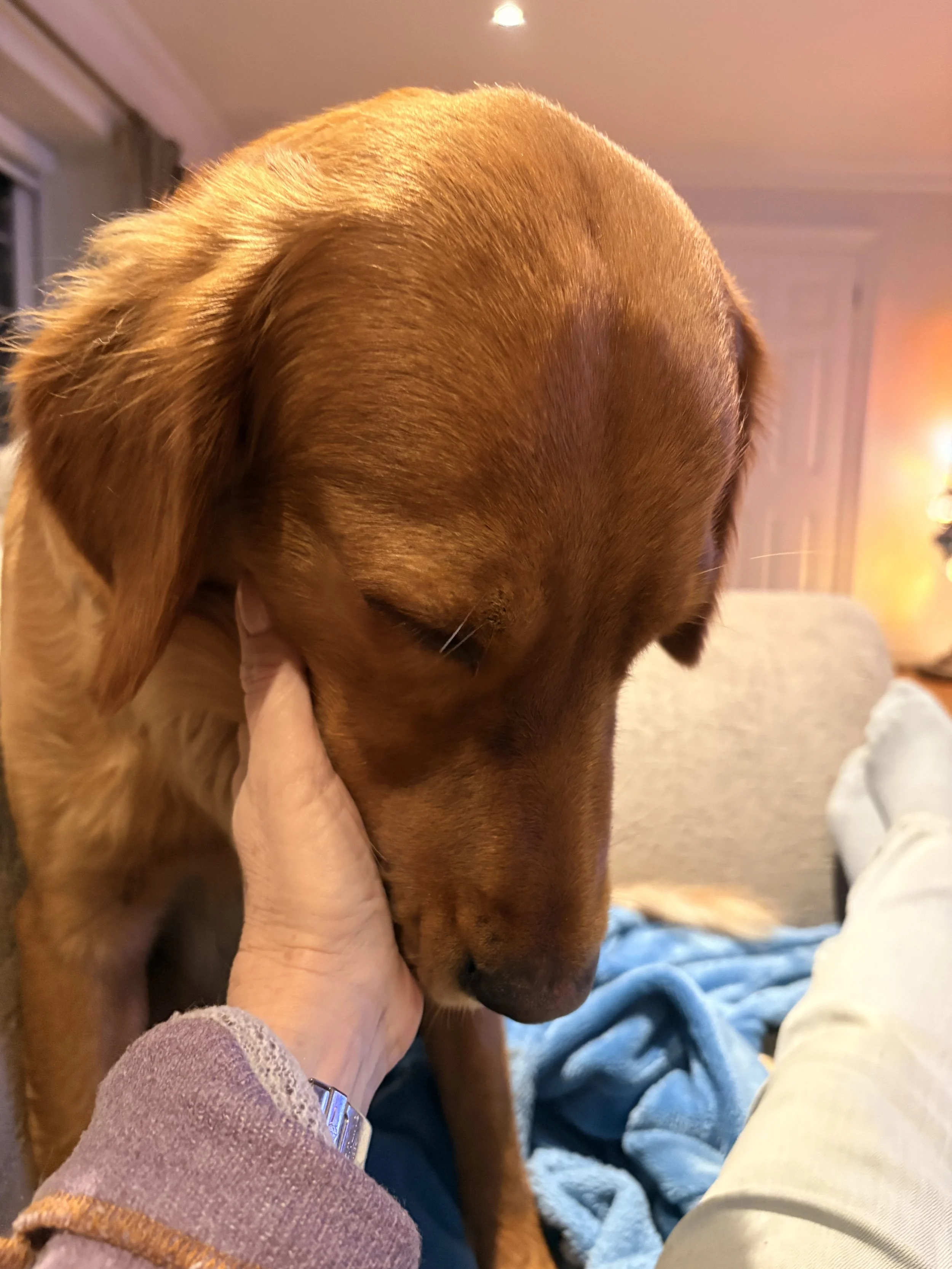 Dog resting nose in human hand symbolising devotion and trust