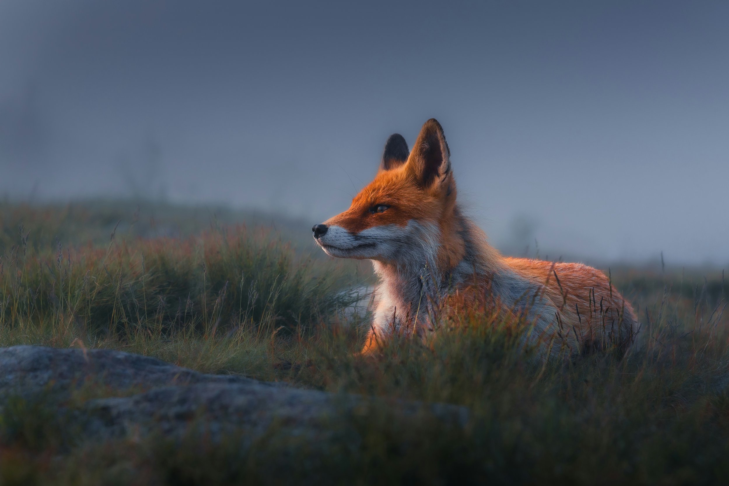 Fox laying down in a watchful pose at dusk