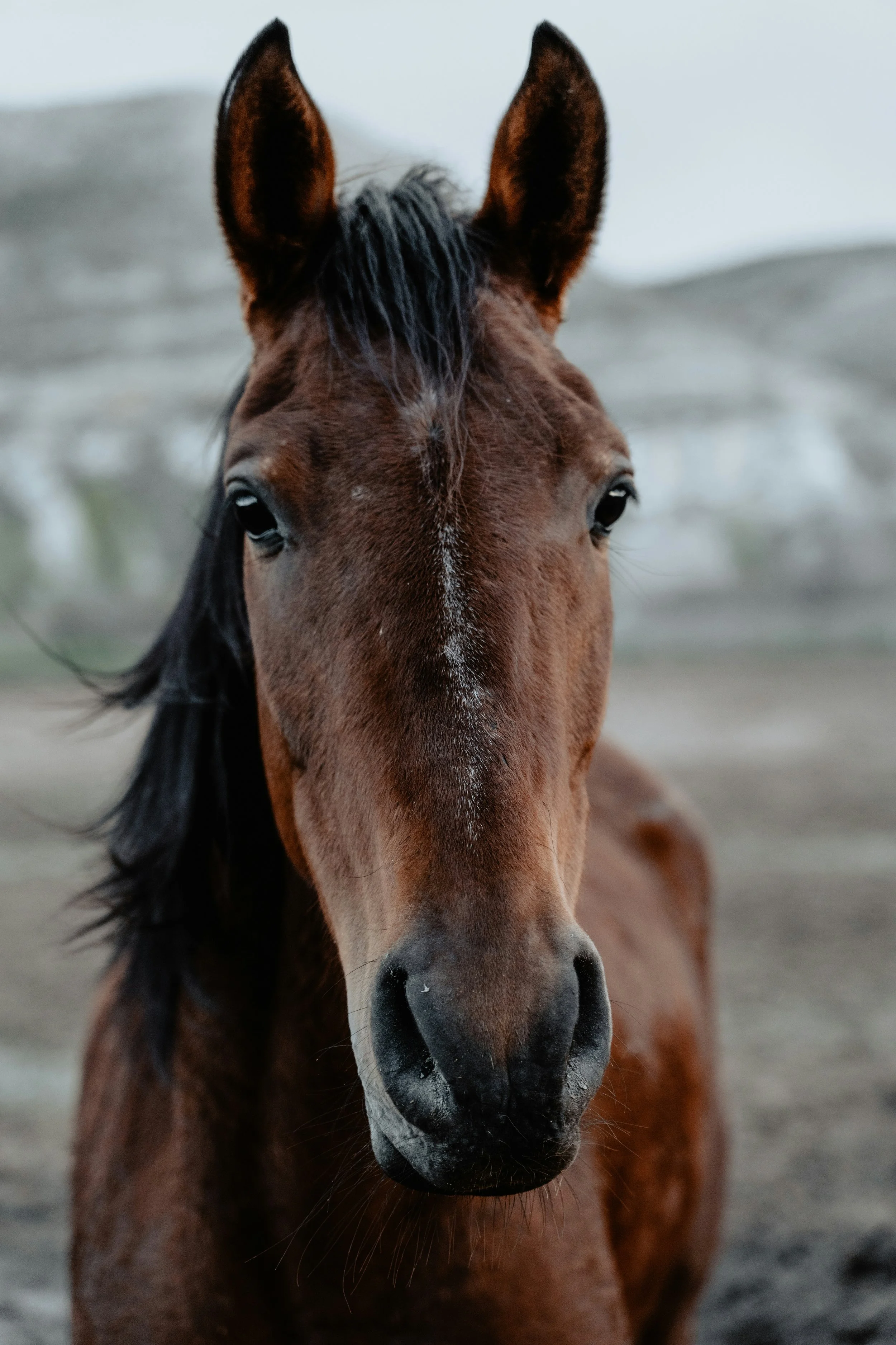 Horse looking calmly toward viewer symbolising awareness, strength and connection