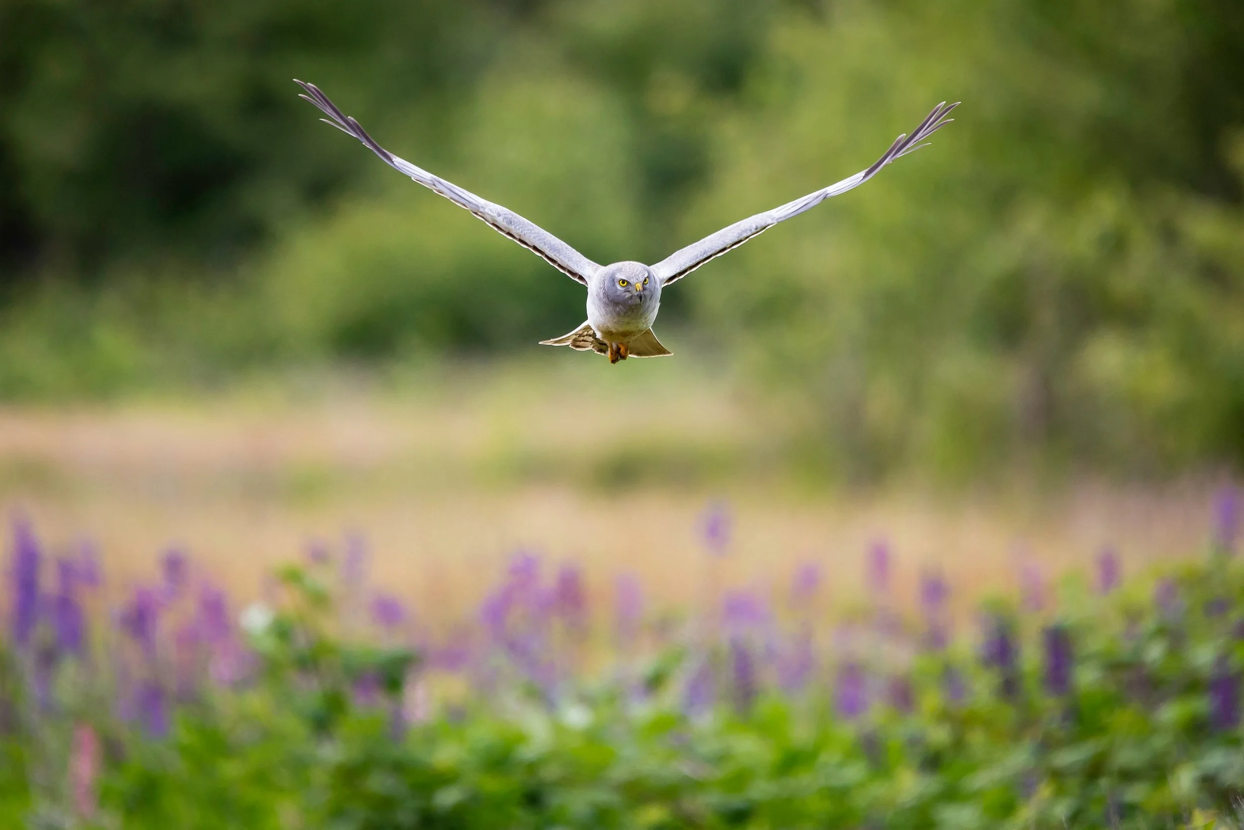 Bird in flight representing movement between earth and sky and spiritual transition