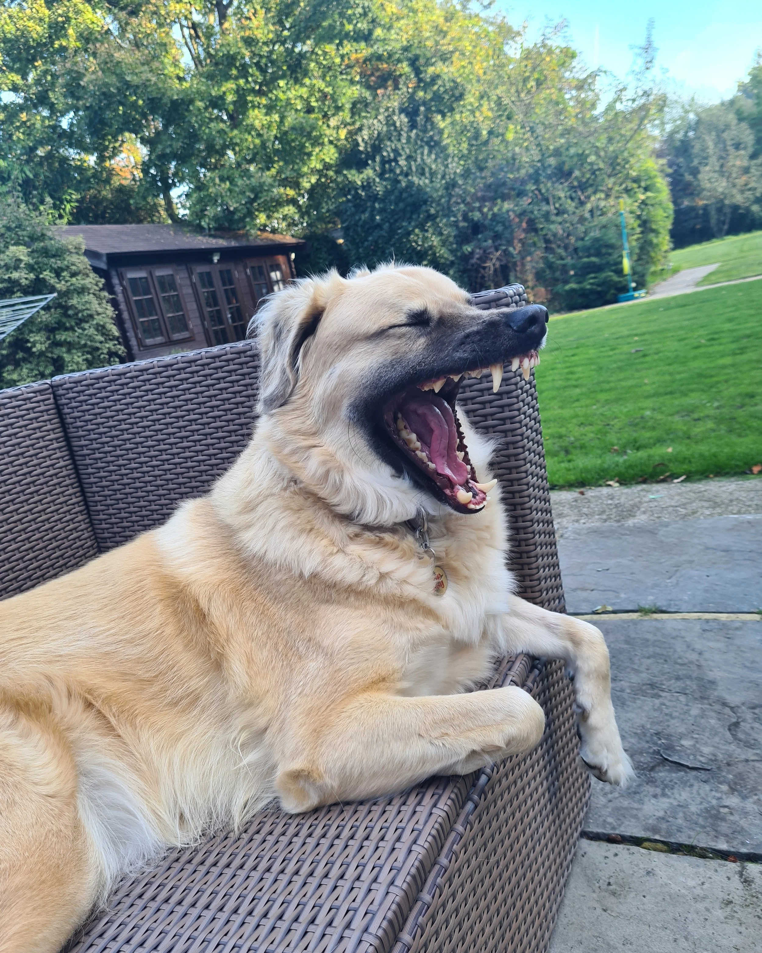 Chance, the Anatolian Shepherd laughing