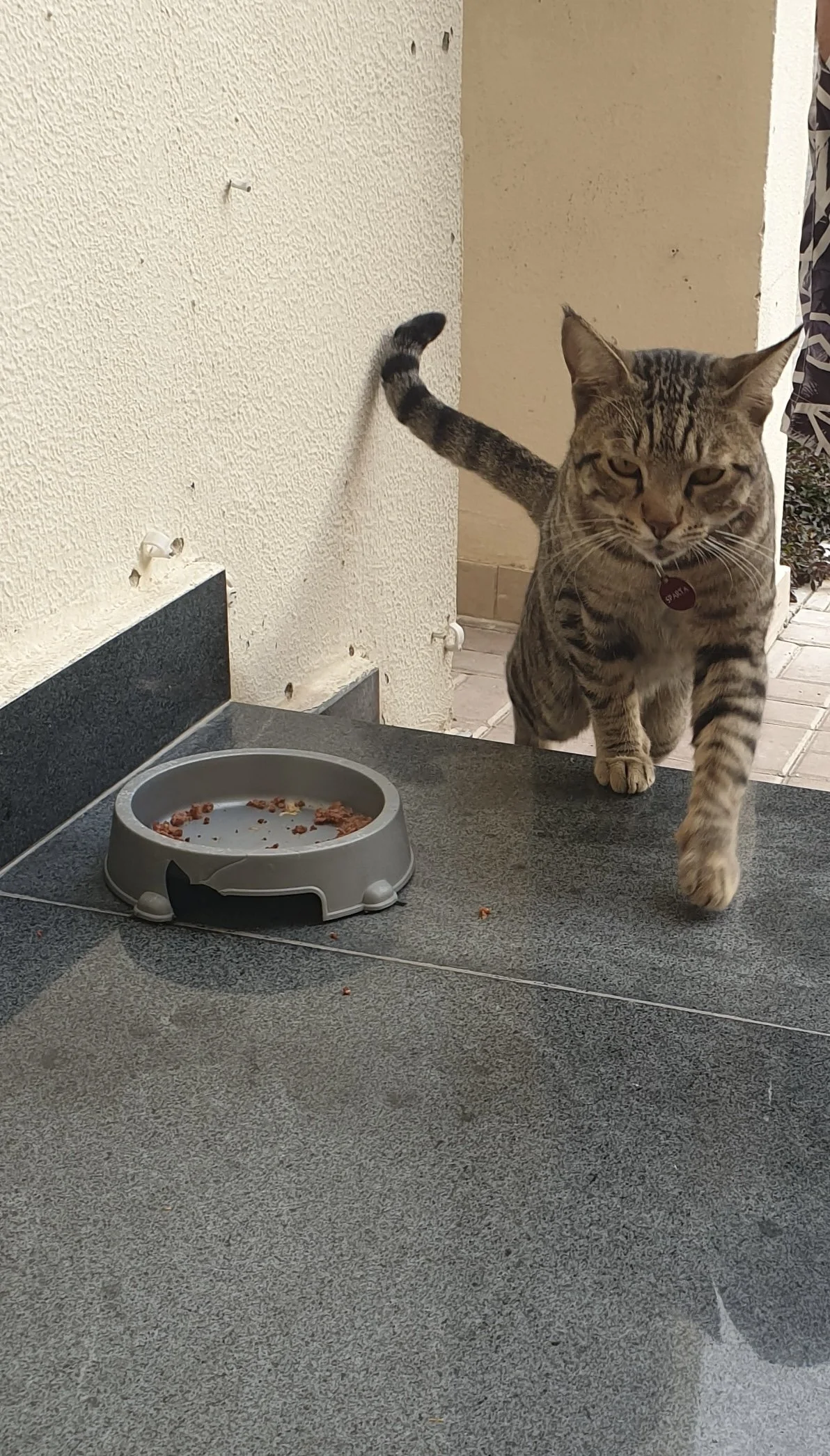 Sparta, an Arabian Mau rescue cat from the Middle East, on guard outside a doorway.