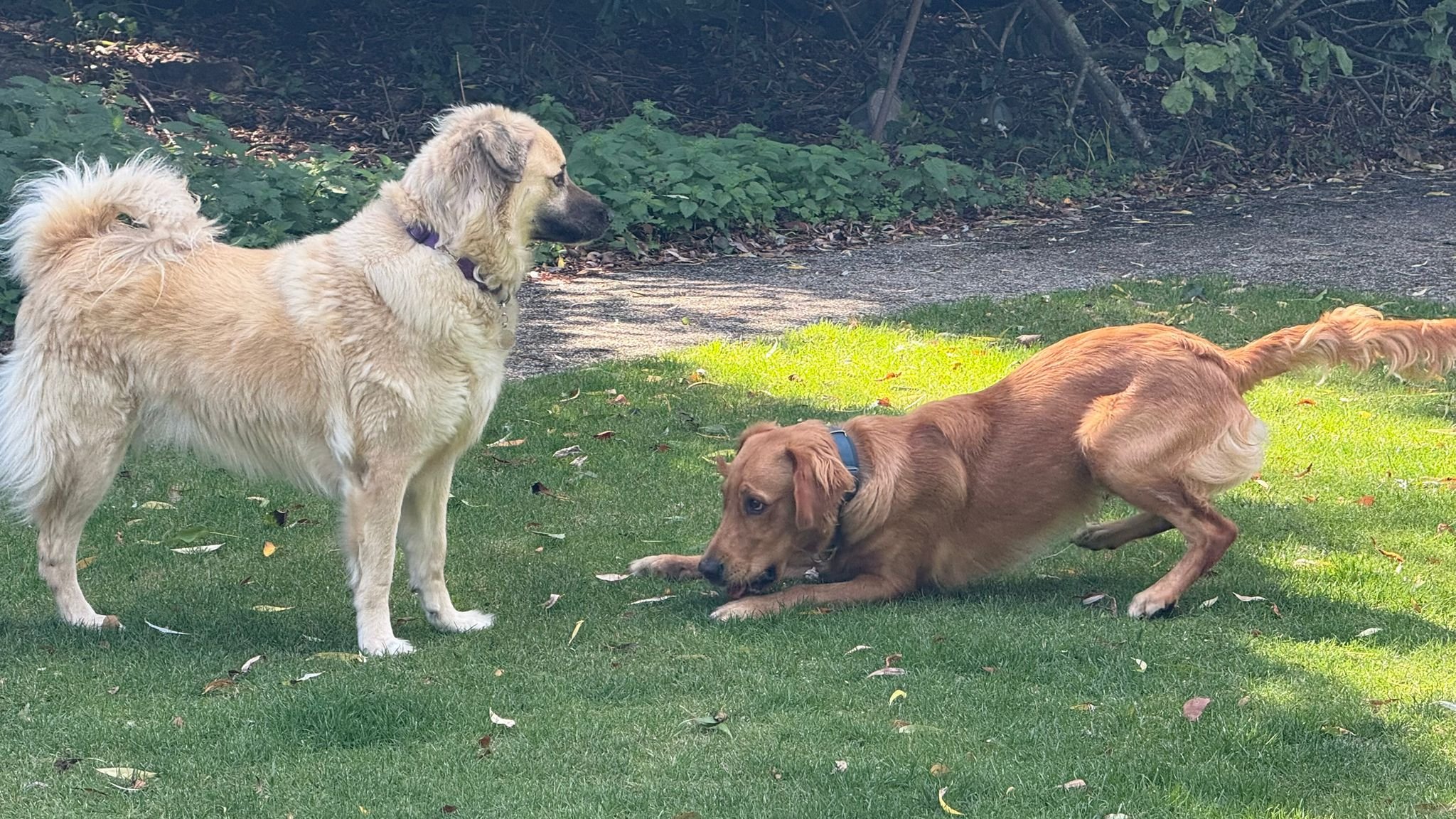 Chance, the Anatolian Shepherd dog, and Apollo, the Field Golden Retriever playing in the garden