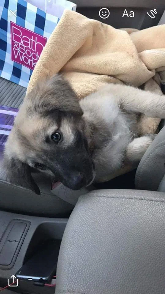 Eight week old puppy wrapped in a blanket in a car on his way to the vet, after been thrown from a car.