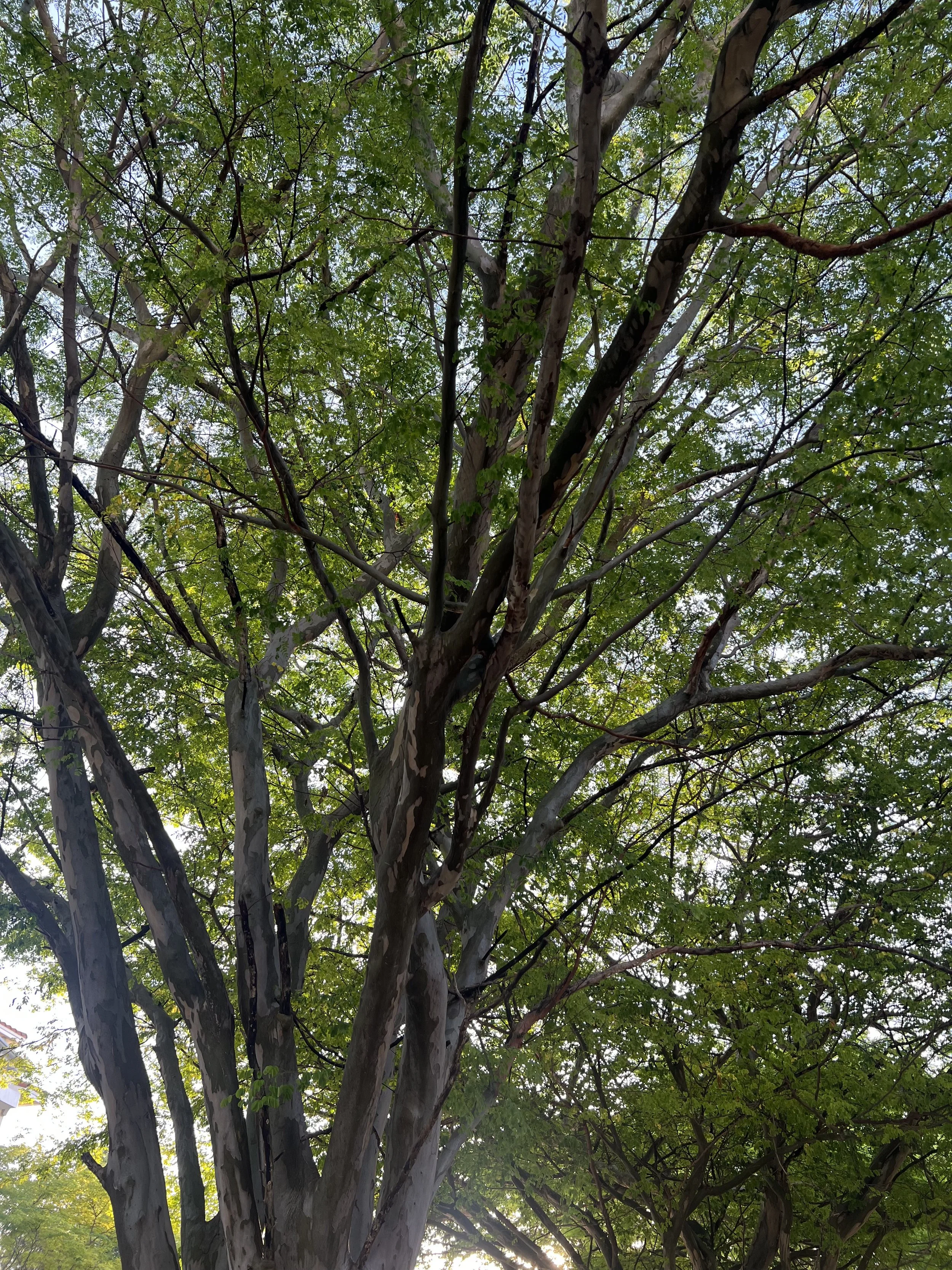 image of tree in mindful practice of living with more presence