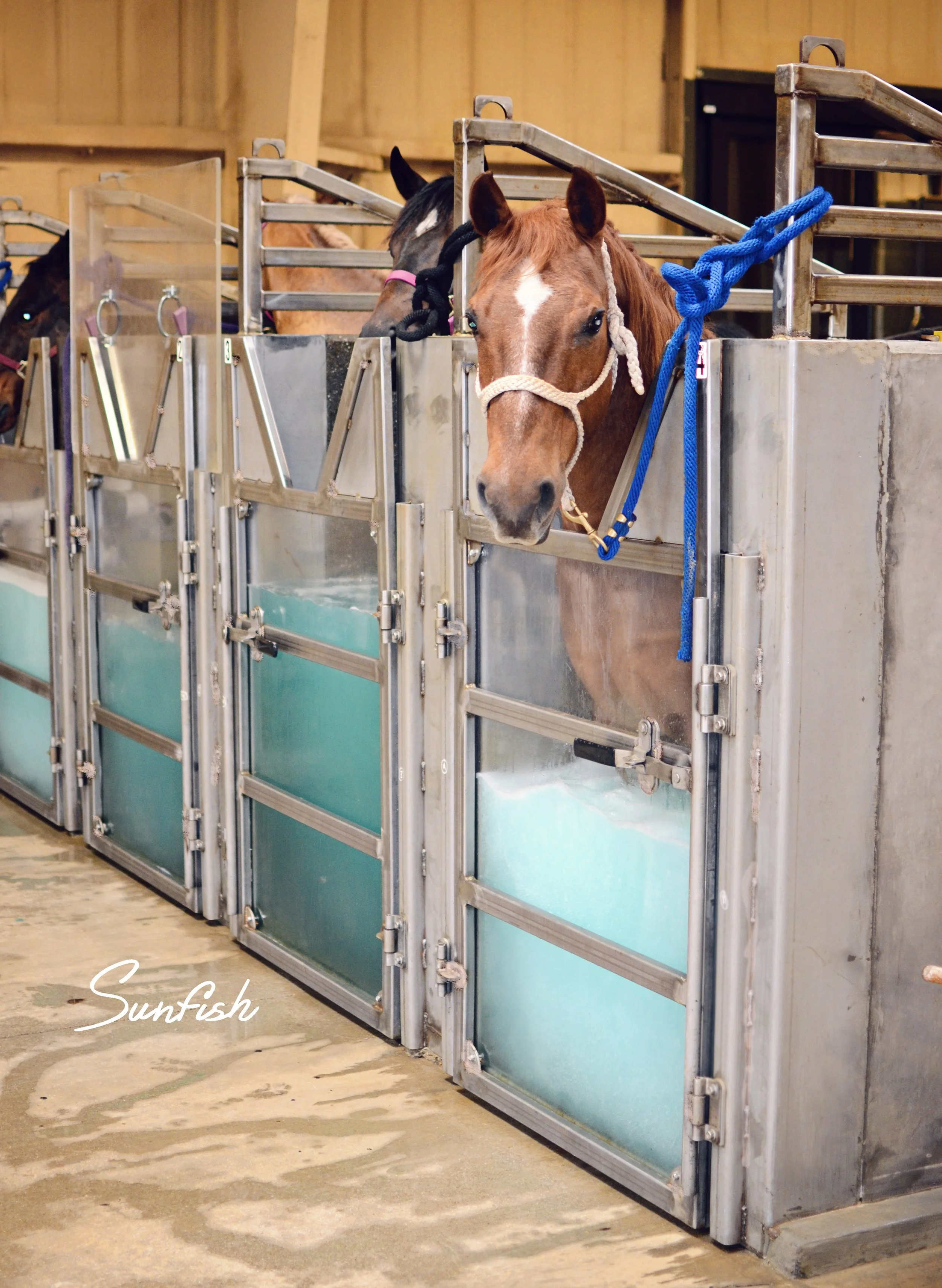 Equine Hydrotherapy