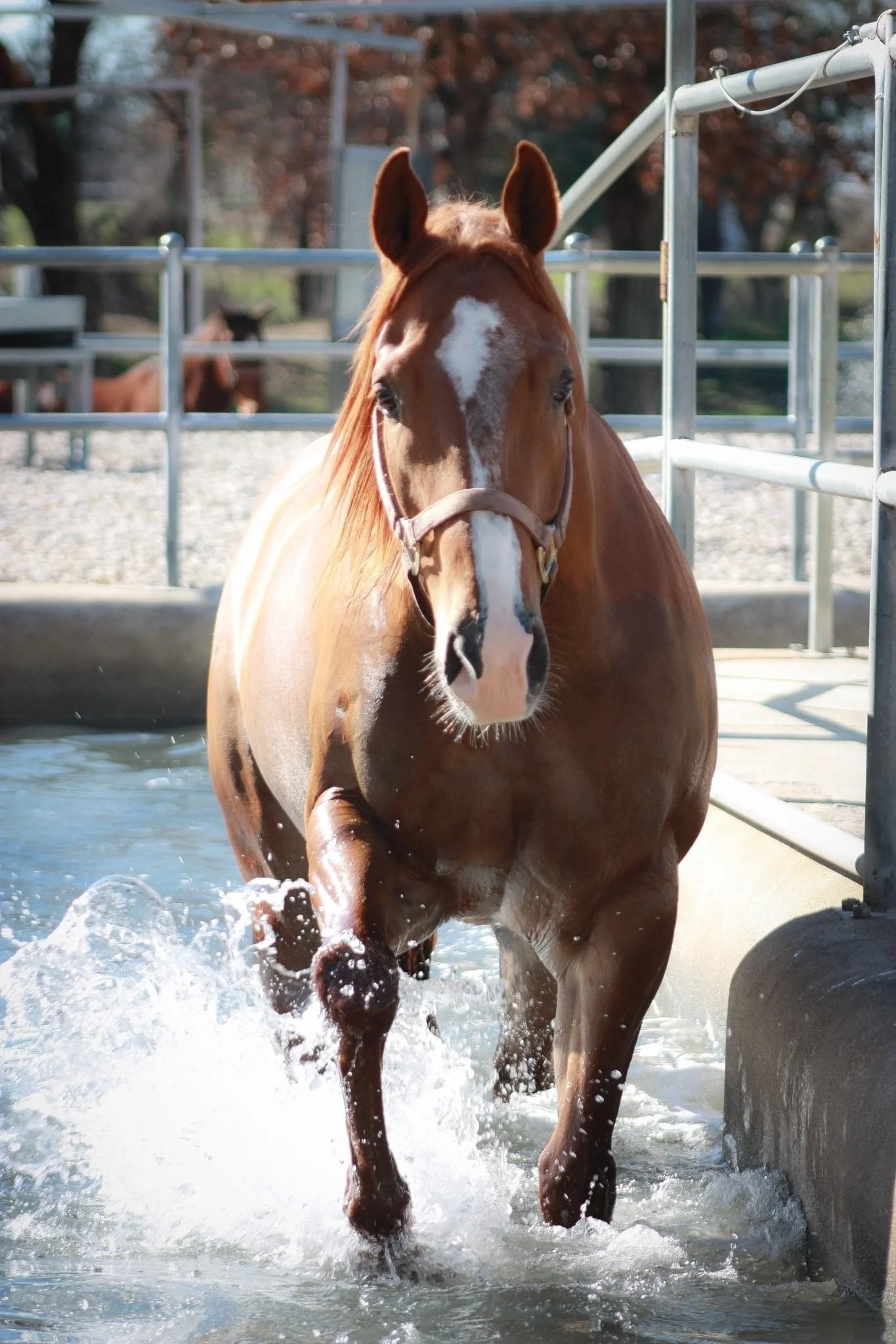 Equine Hydrotherapy