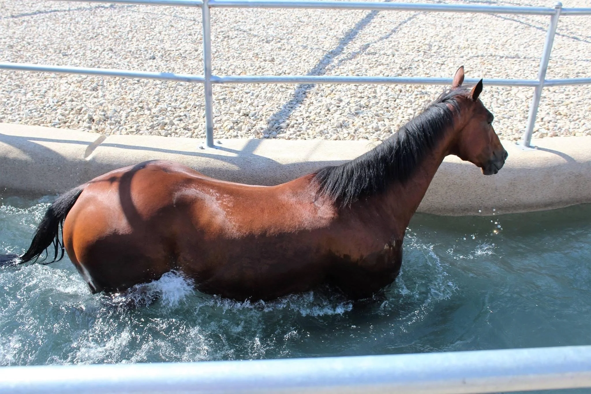 Equine Hydrotherapy
