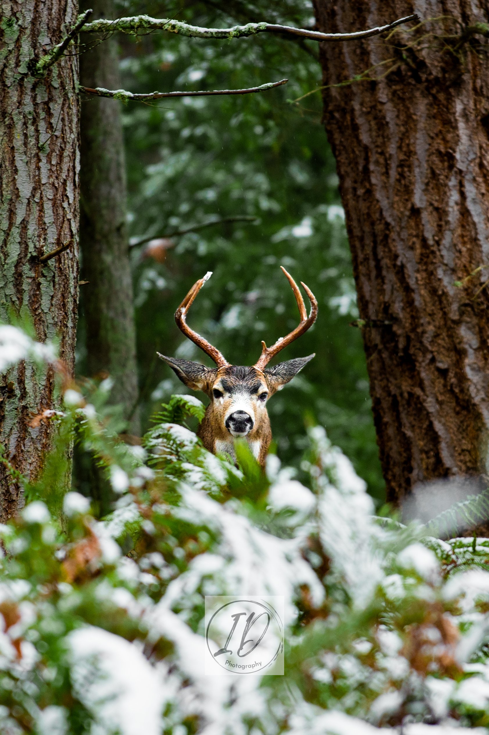 Deer in Snow Cop..jpg