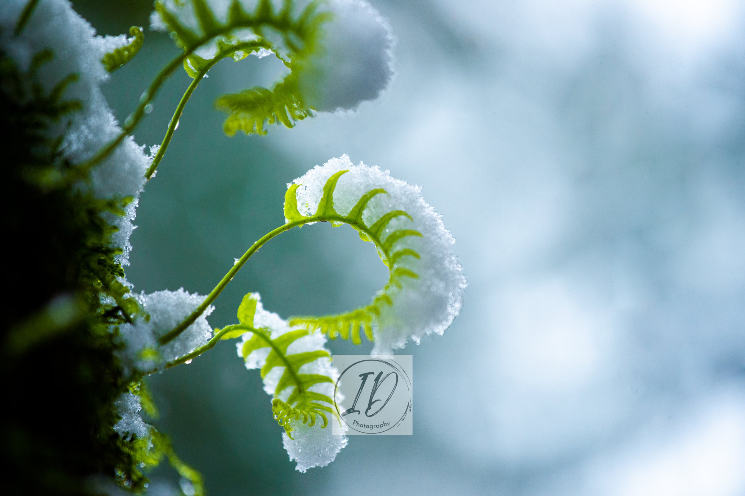 Ferns W: Snow Cop..jpg