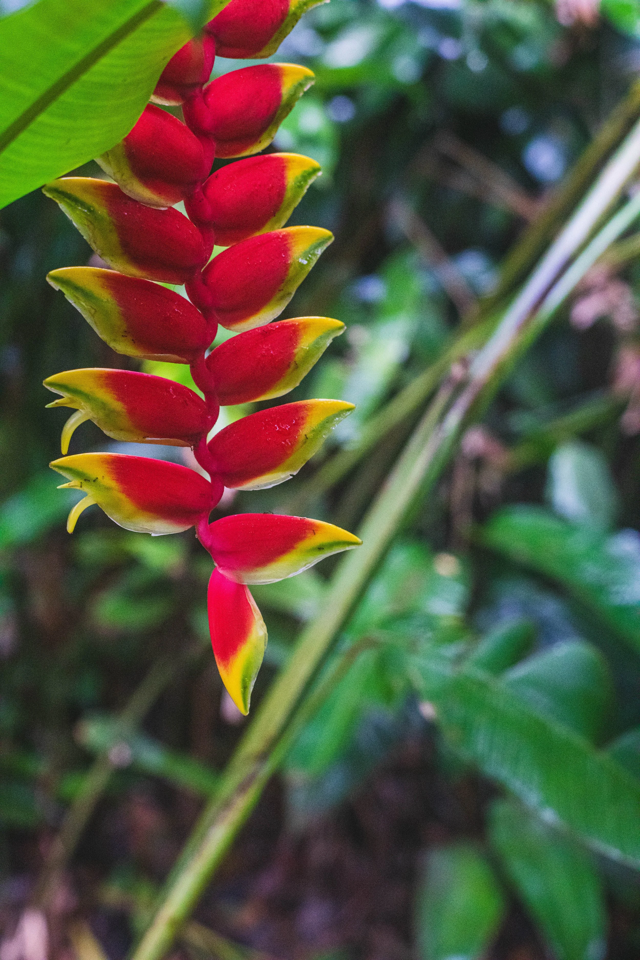 Zingiber zerumbet 2.jpg