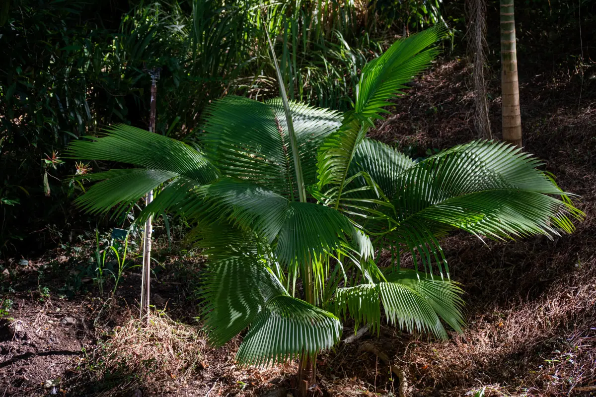Beccariophoenix_madagascarensis.jpg