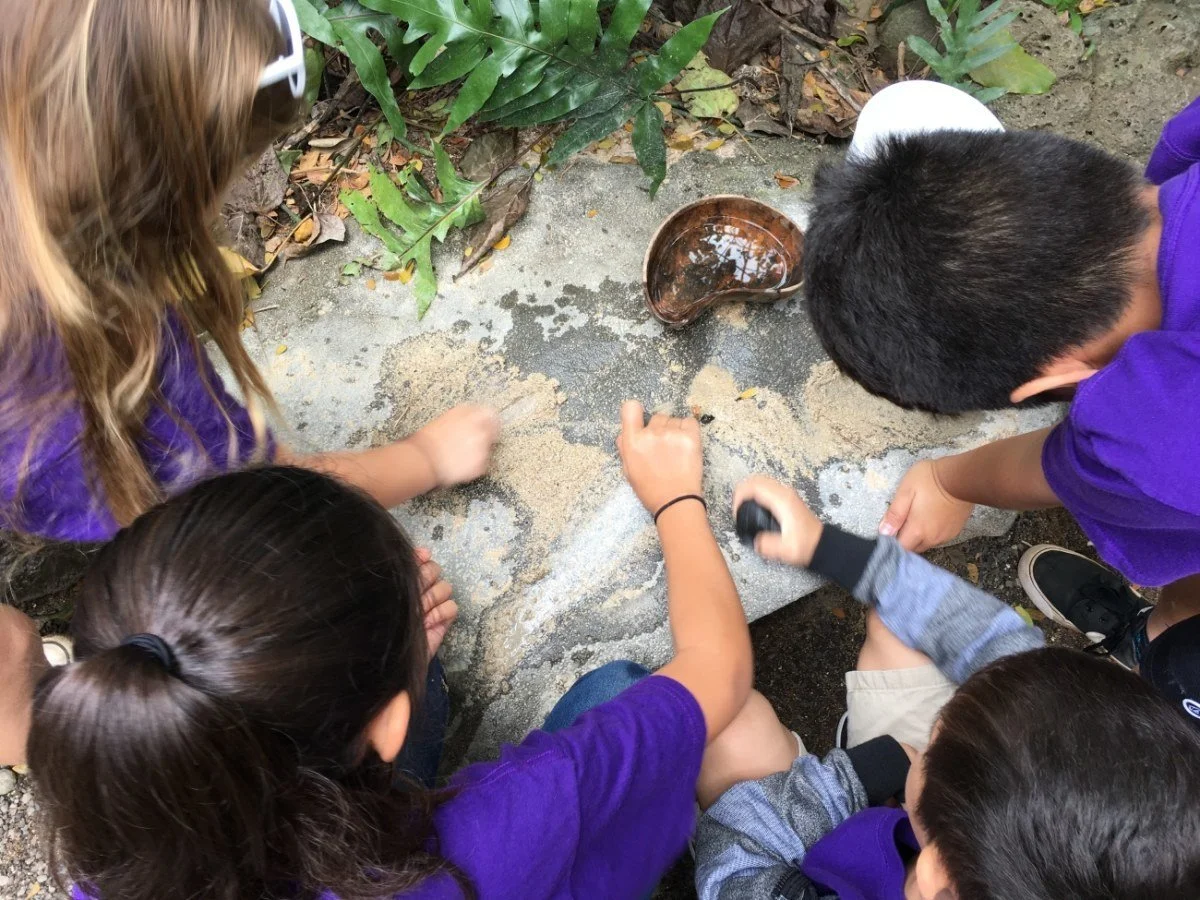 Waimea Valley’s Hoʻokīkoʻo Program wraps with record number of elementary students visiting this school year