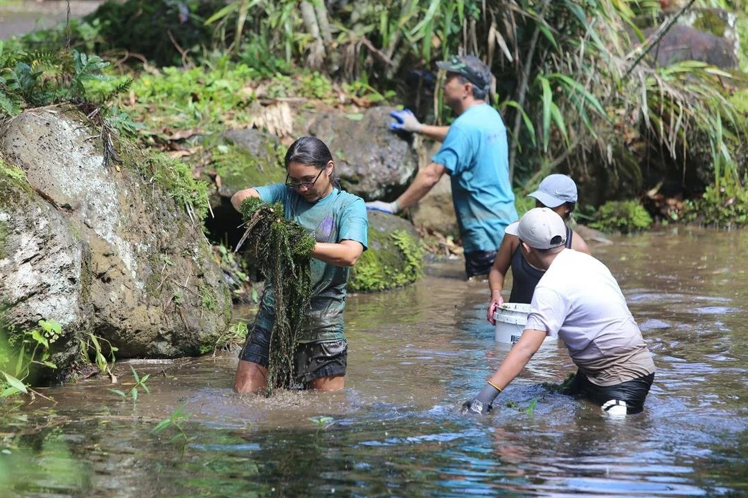 Dozens of volunteers help restore Waimea Valley | KITV4