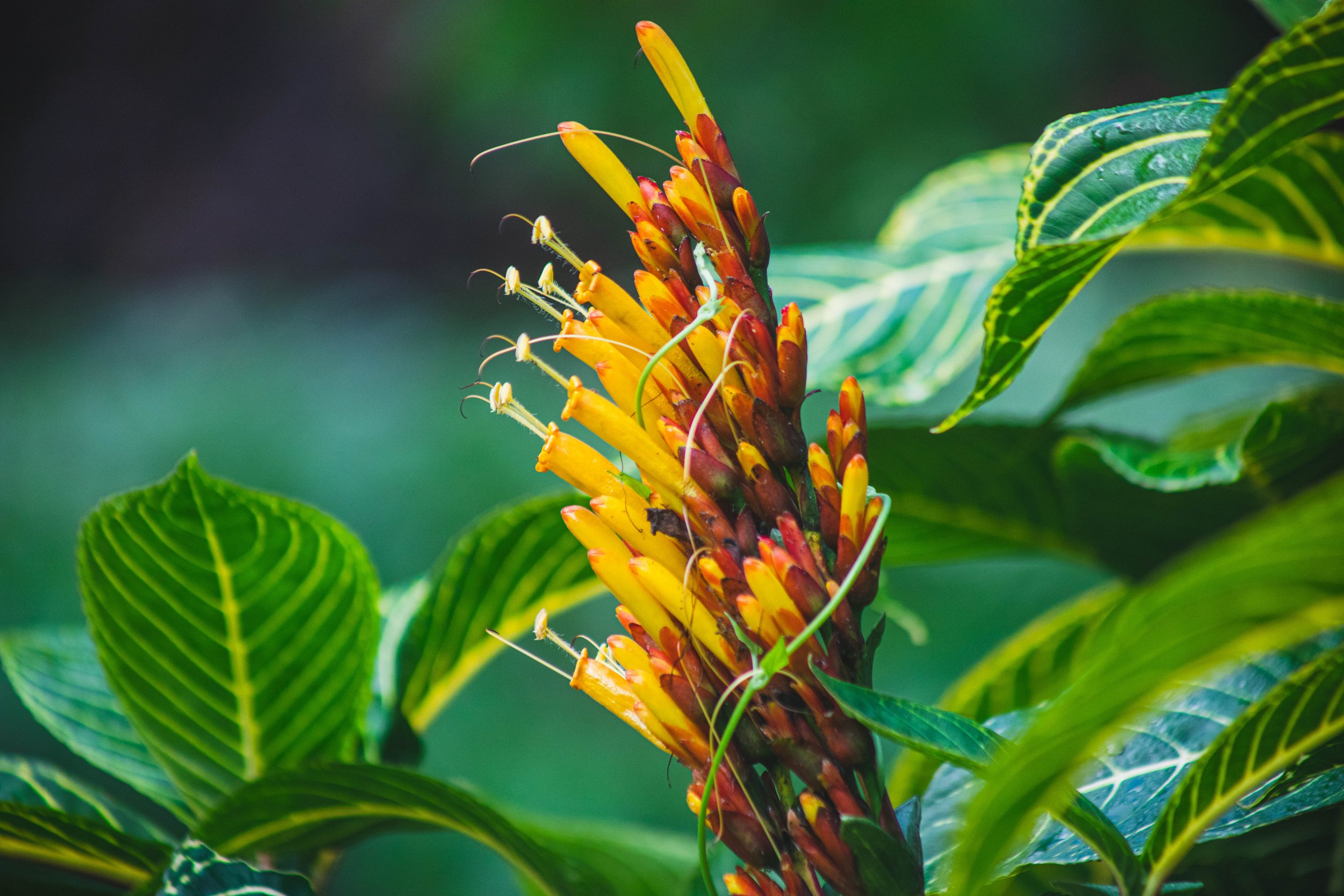 Prince Albert Edward Kauikeaouli Kaleiopapa a Kamehameha Birthday