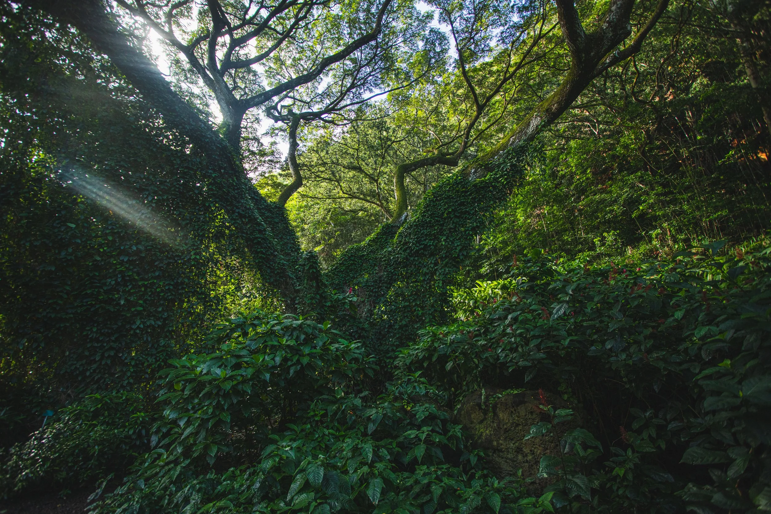 King Charles Lunalilo Birthday