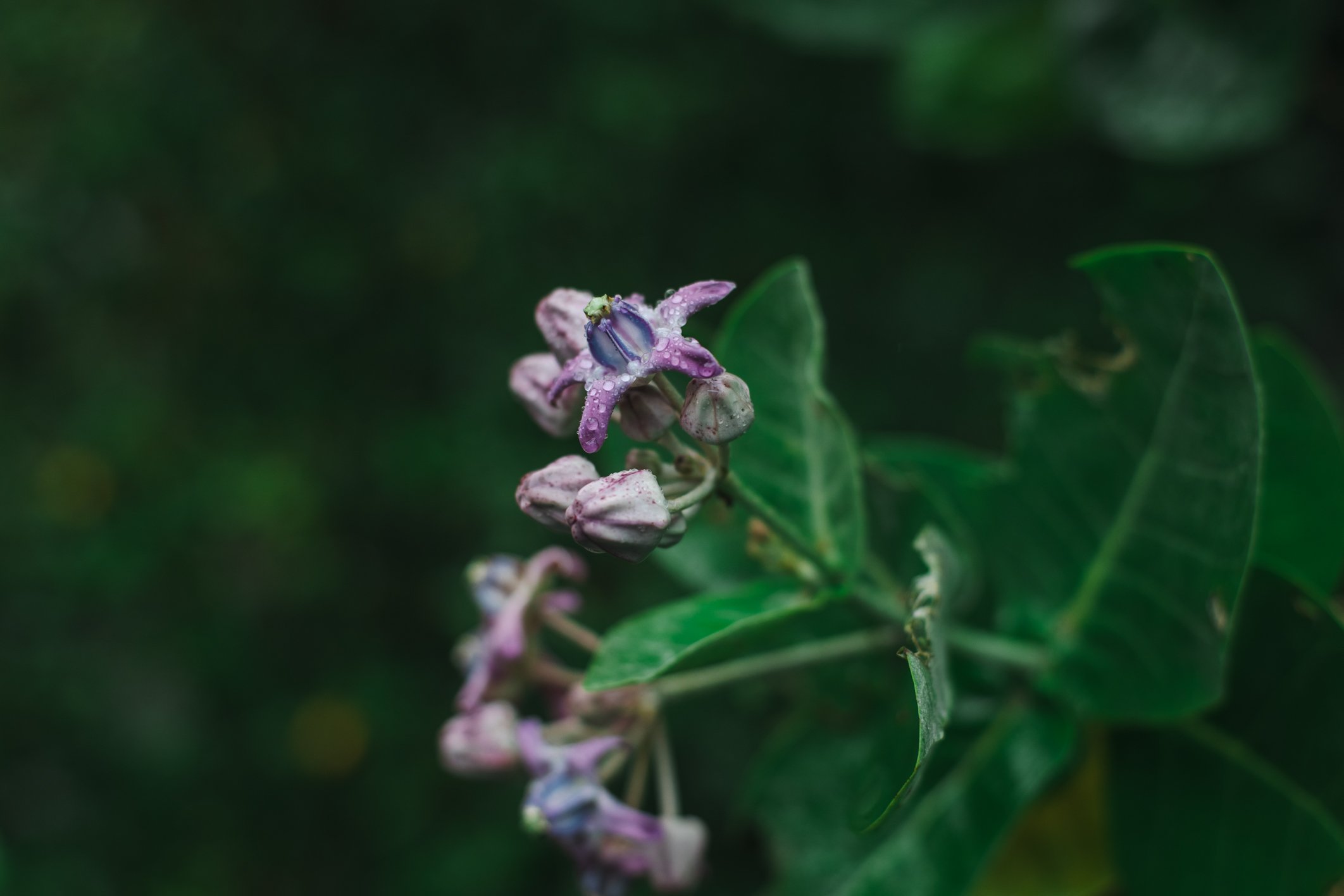 Queen Lili‘uokalani’s Birthday/ Hawaiian History Month