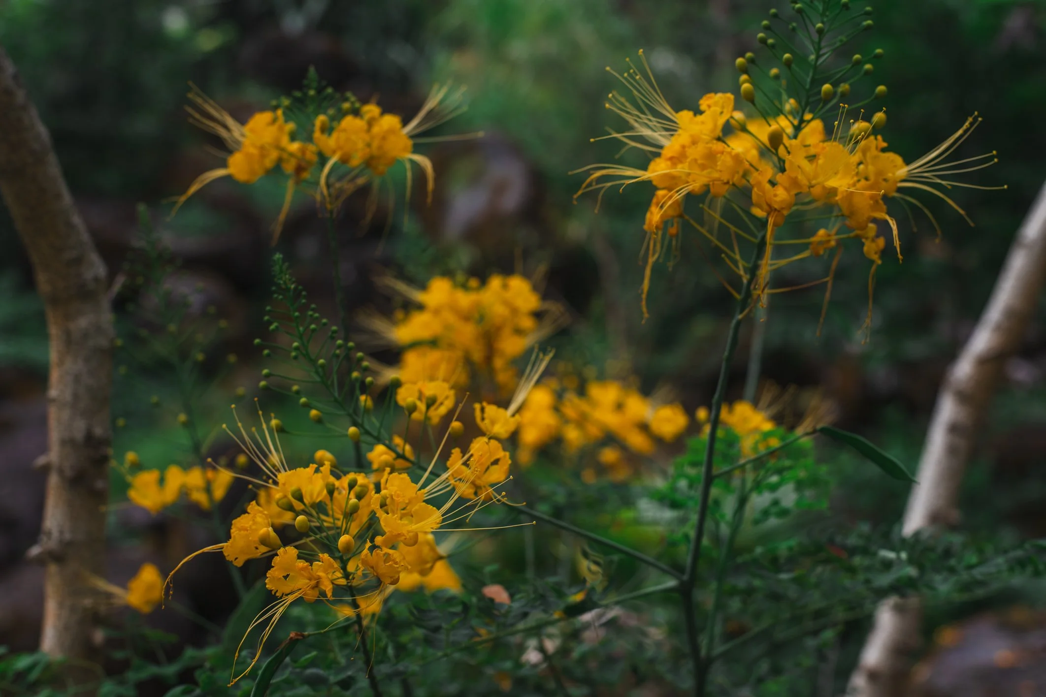 Princess Ka‘iulani Birthday