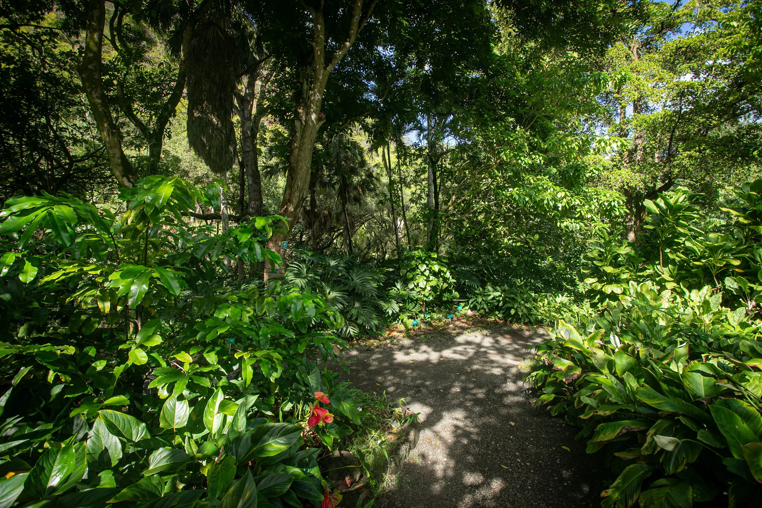 King Kalakaua’s Birthday