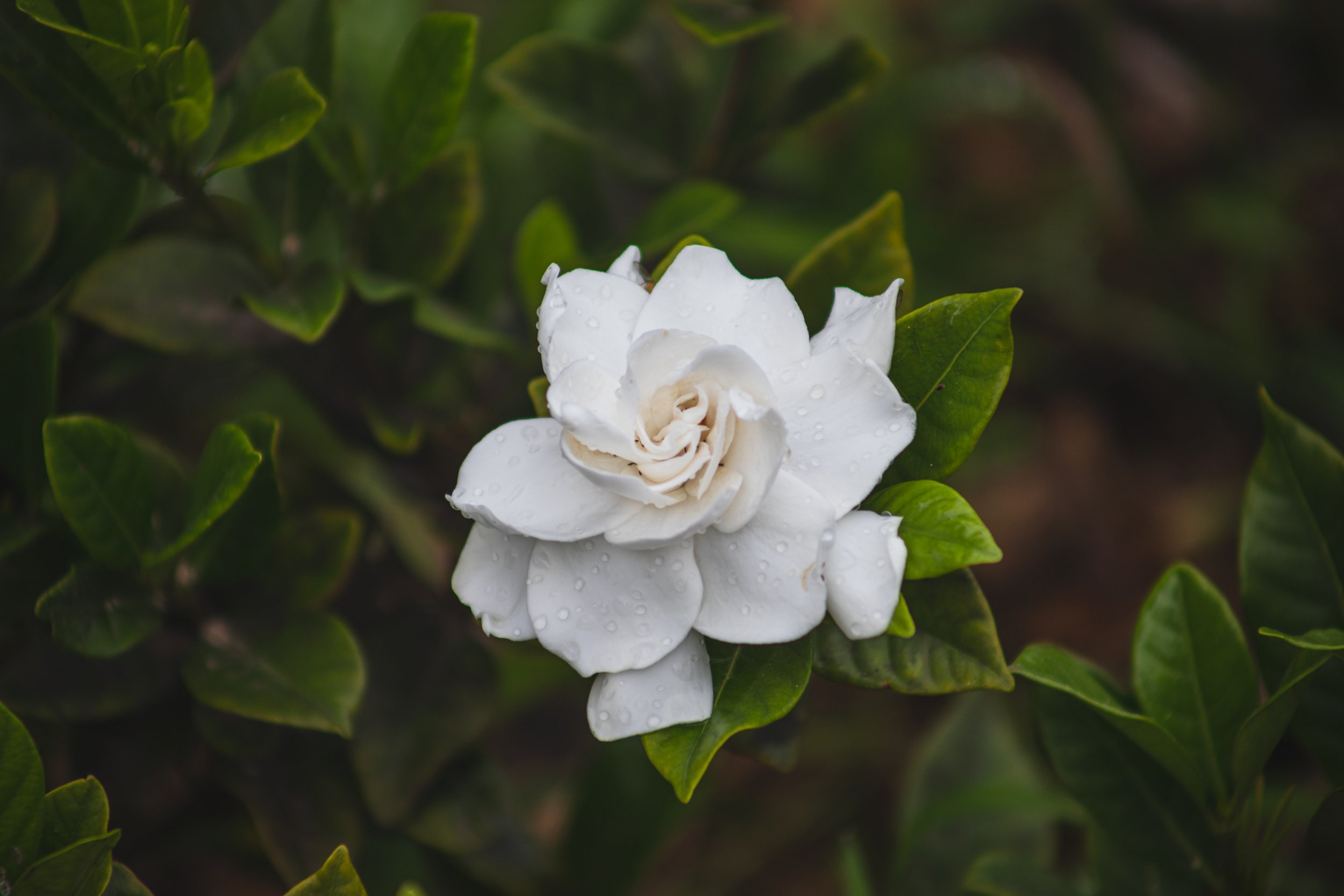 Lā Kū‘oko‘a (Hawaiian Independence Day)