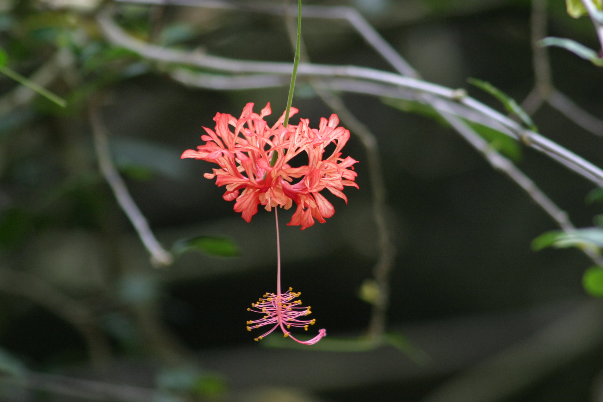 Princess Bernice Pauahi Bishop’s Birthday