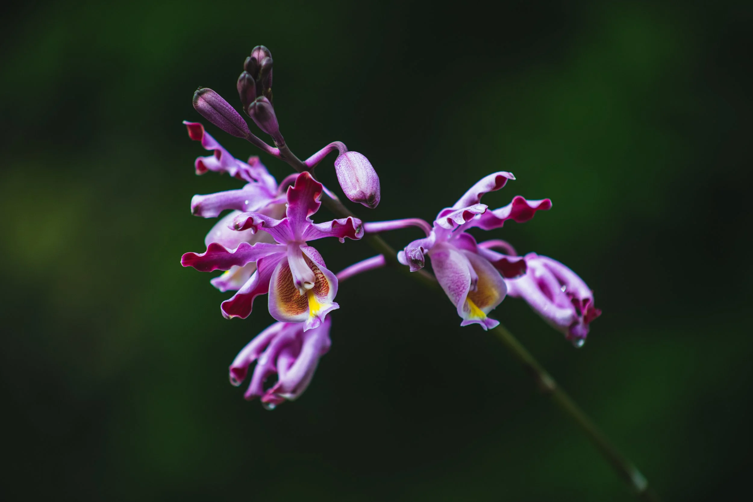 International Nurses Day