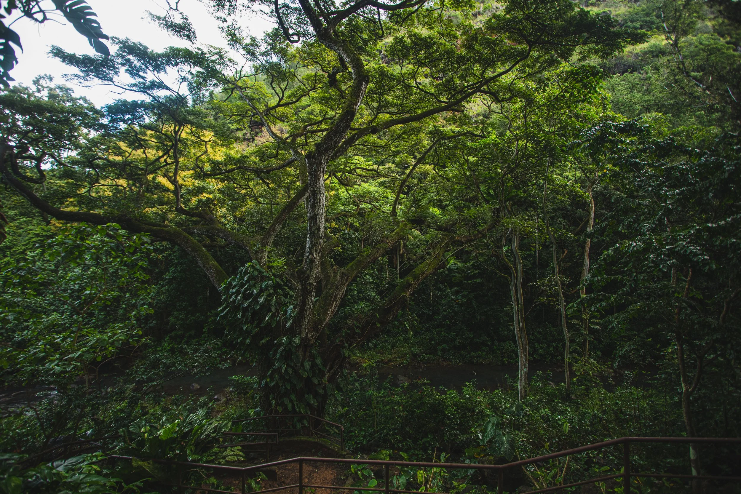 Waimea Valley Featured as “Jumanji” Movie Filming Location