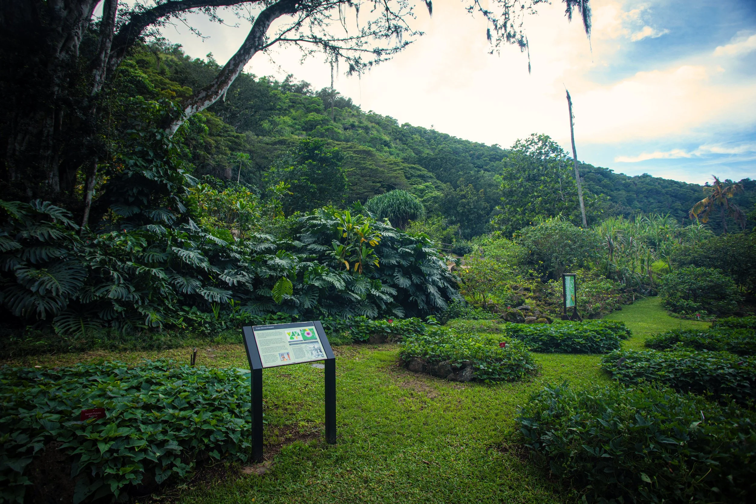 ʻUala Workshop