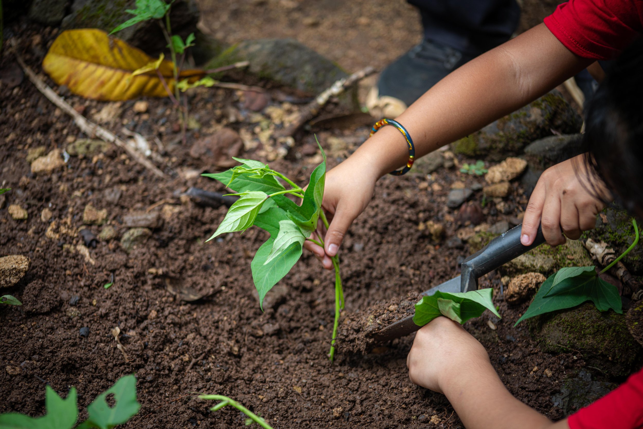 Close up of hands planting sweet potato in the soil using a shovel.
