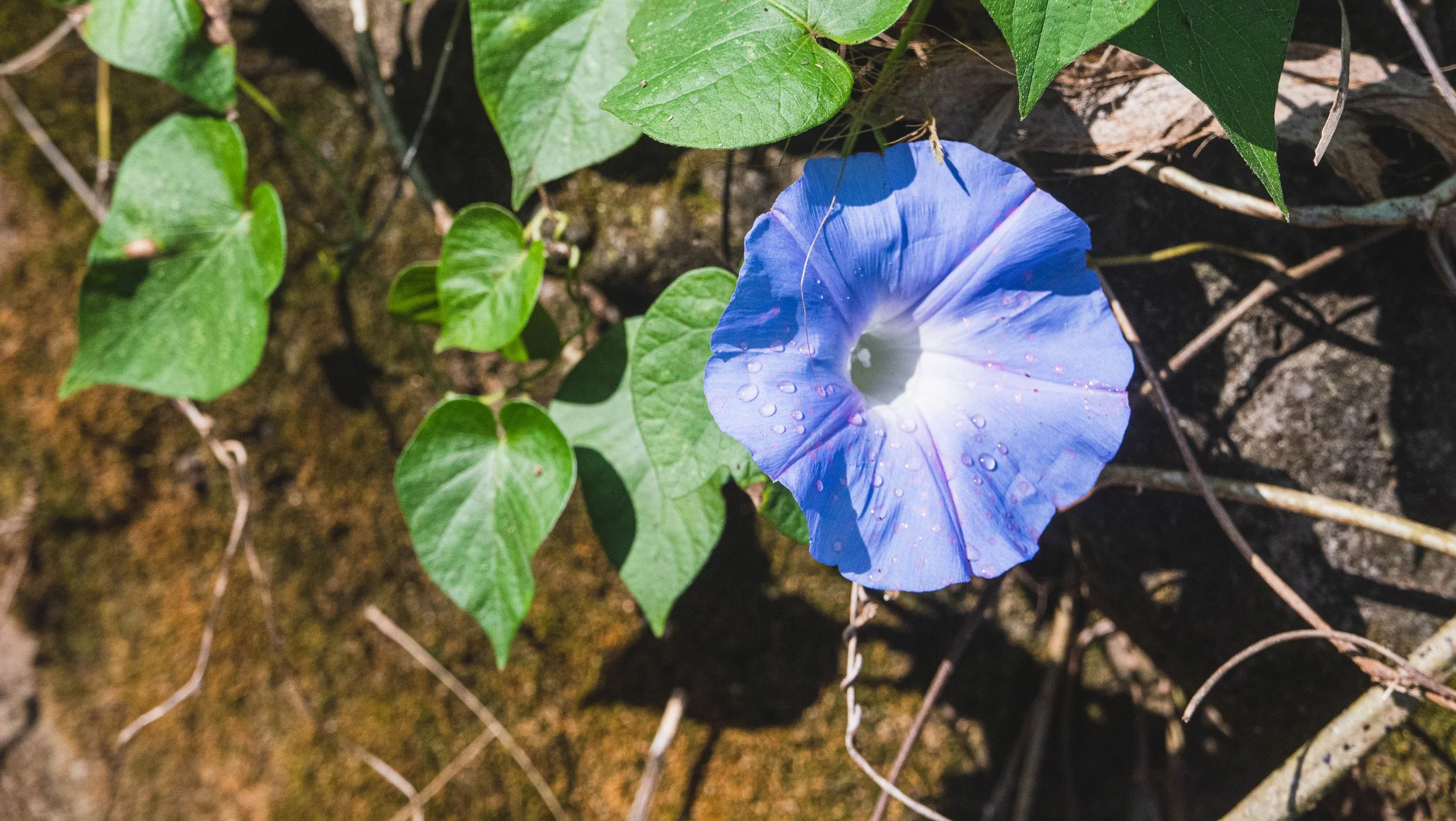 Morning Glory Ipomoea indica 5.jpg