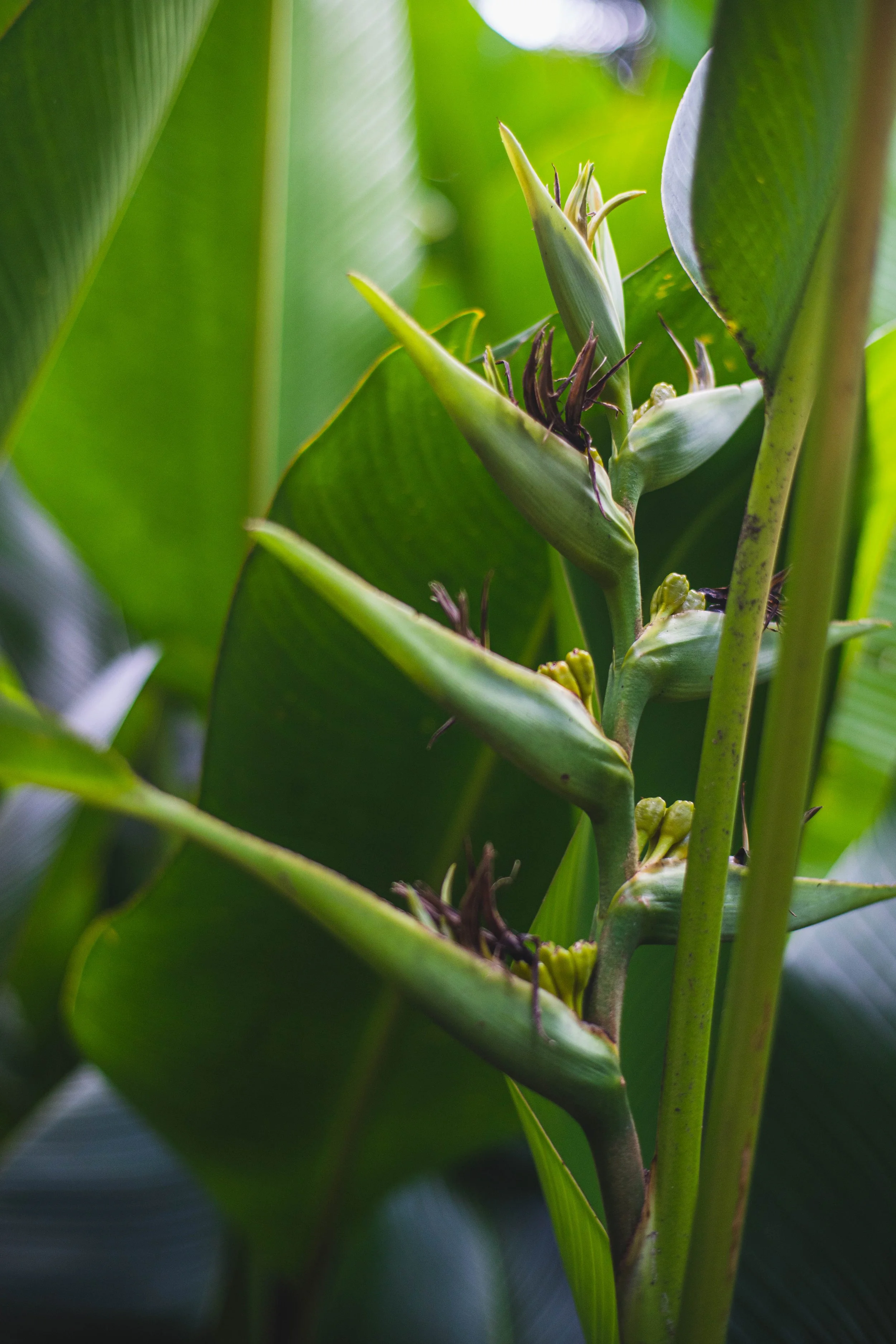 Heliconia indica 3.jpg