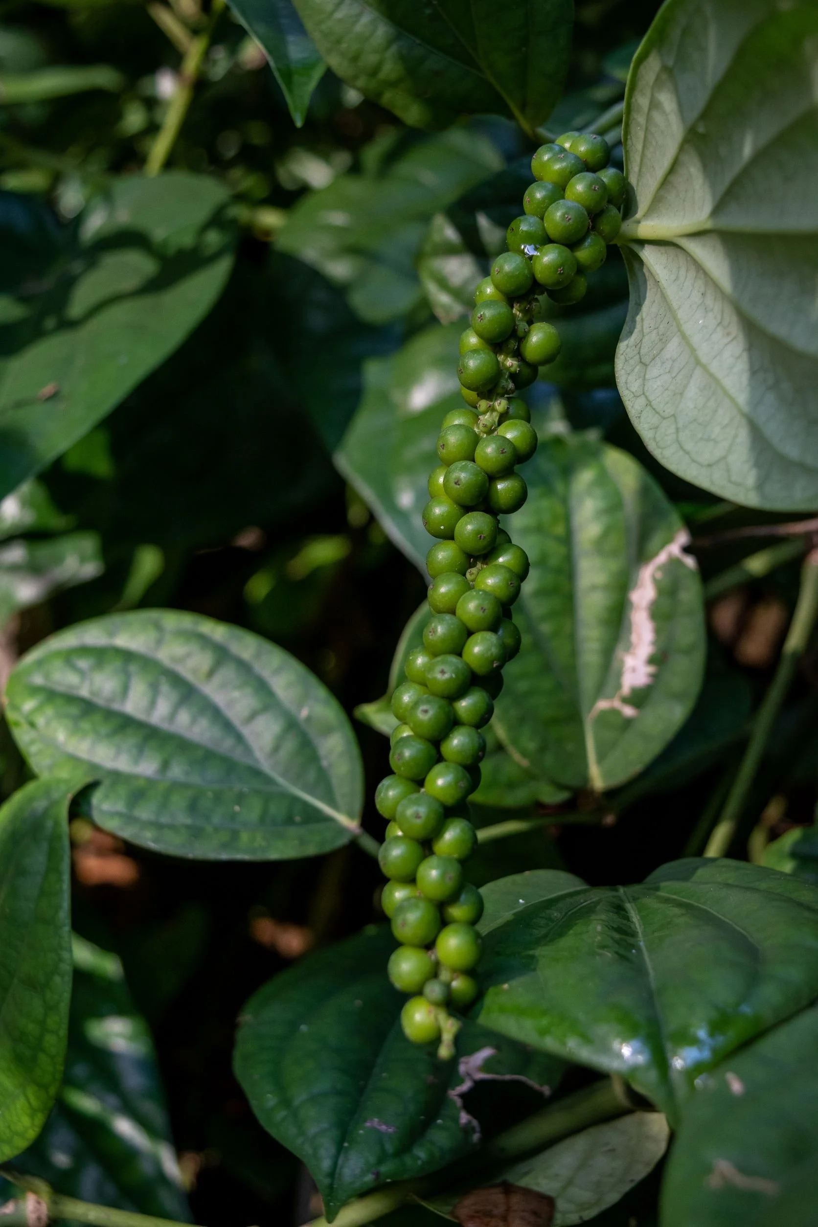 Piper nigrum small.jpg