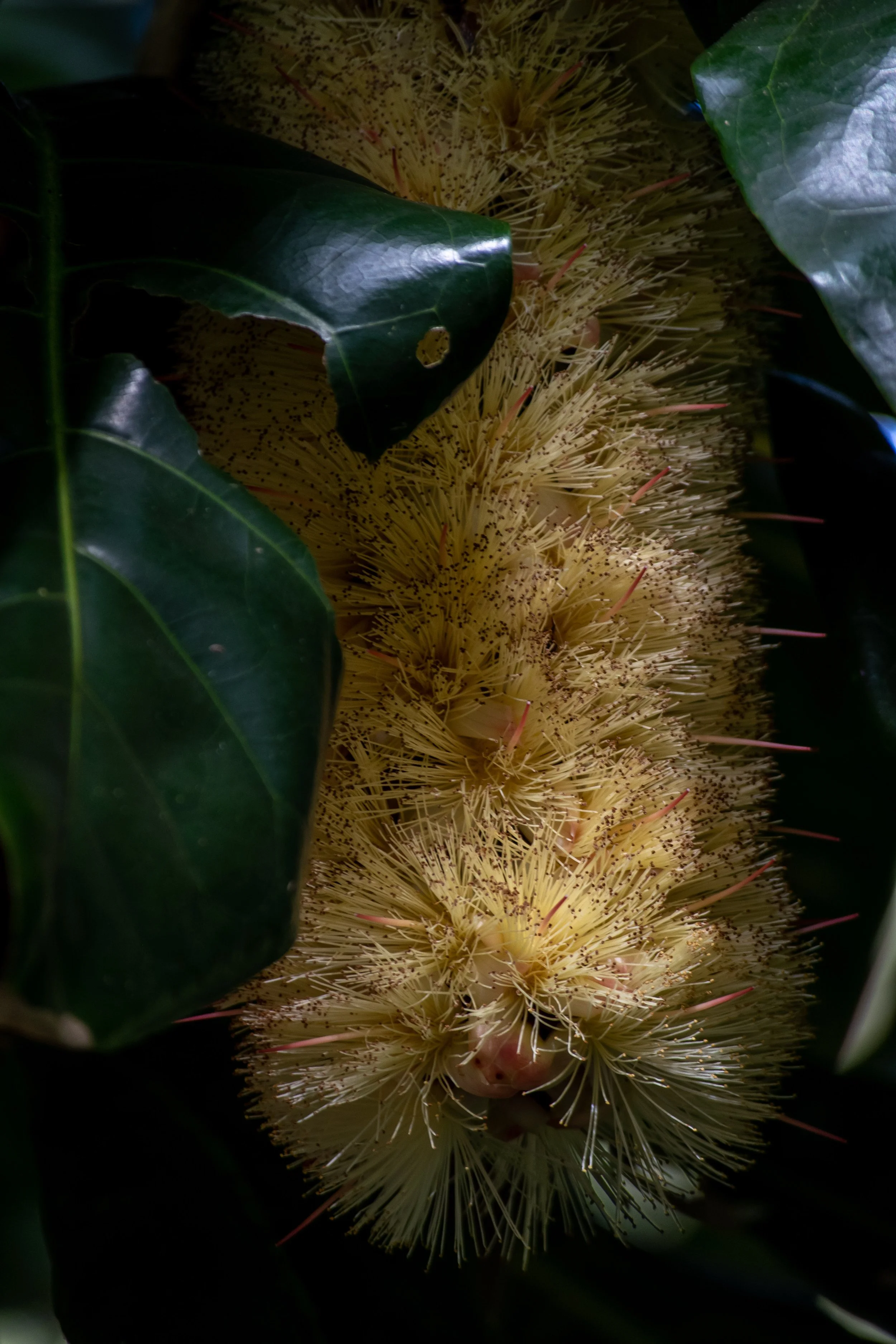 Barringtonia edulis (5).jpg