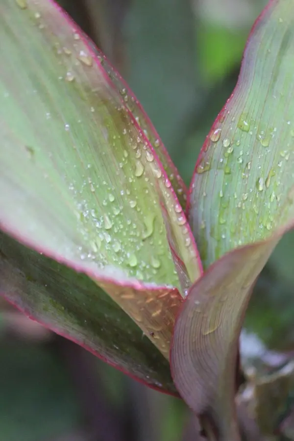 ti_leaf.jpg