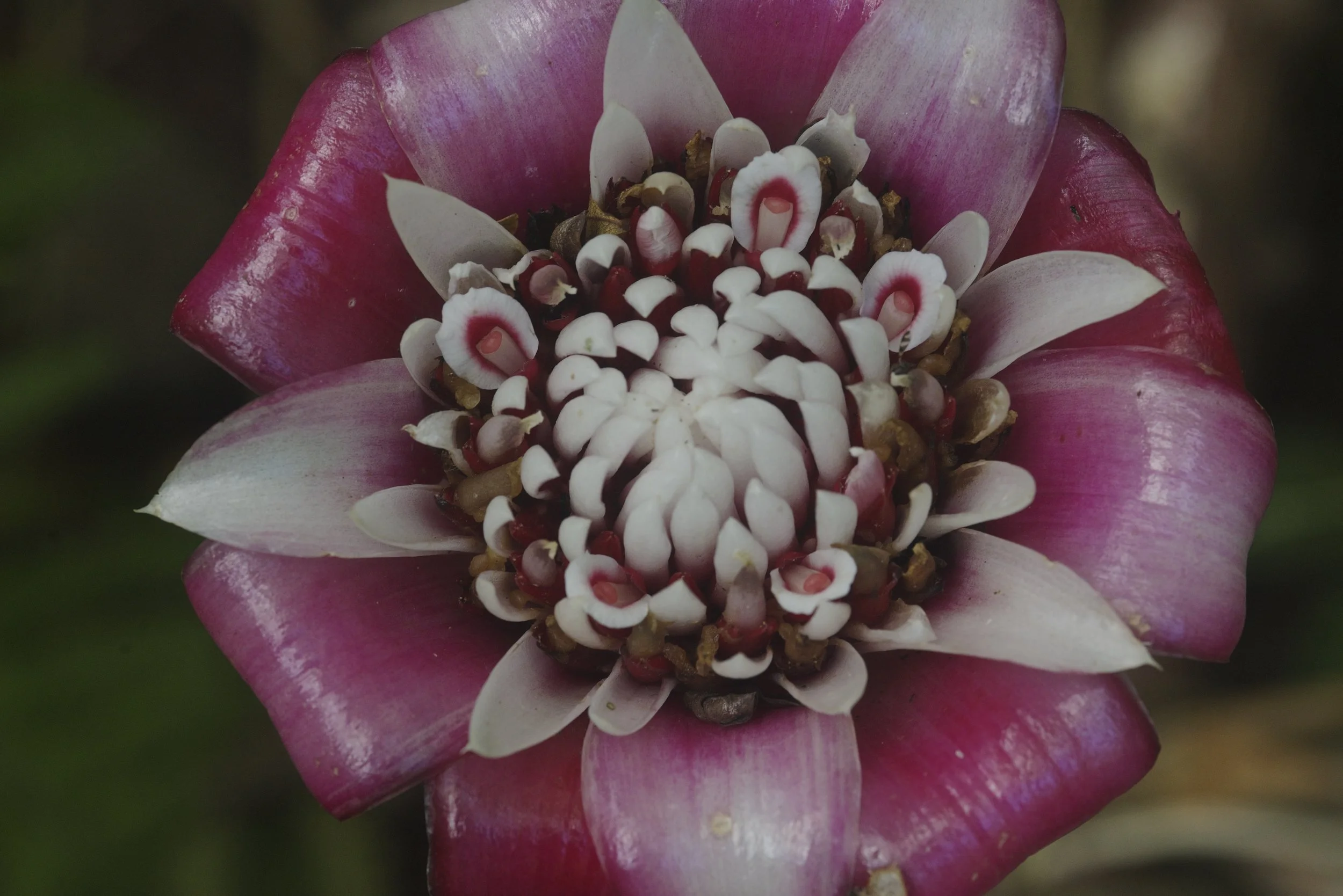 Torch Ginger (Assorted Flowers) (16).jpg