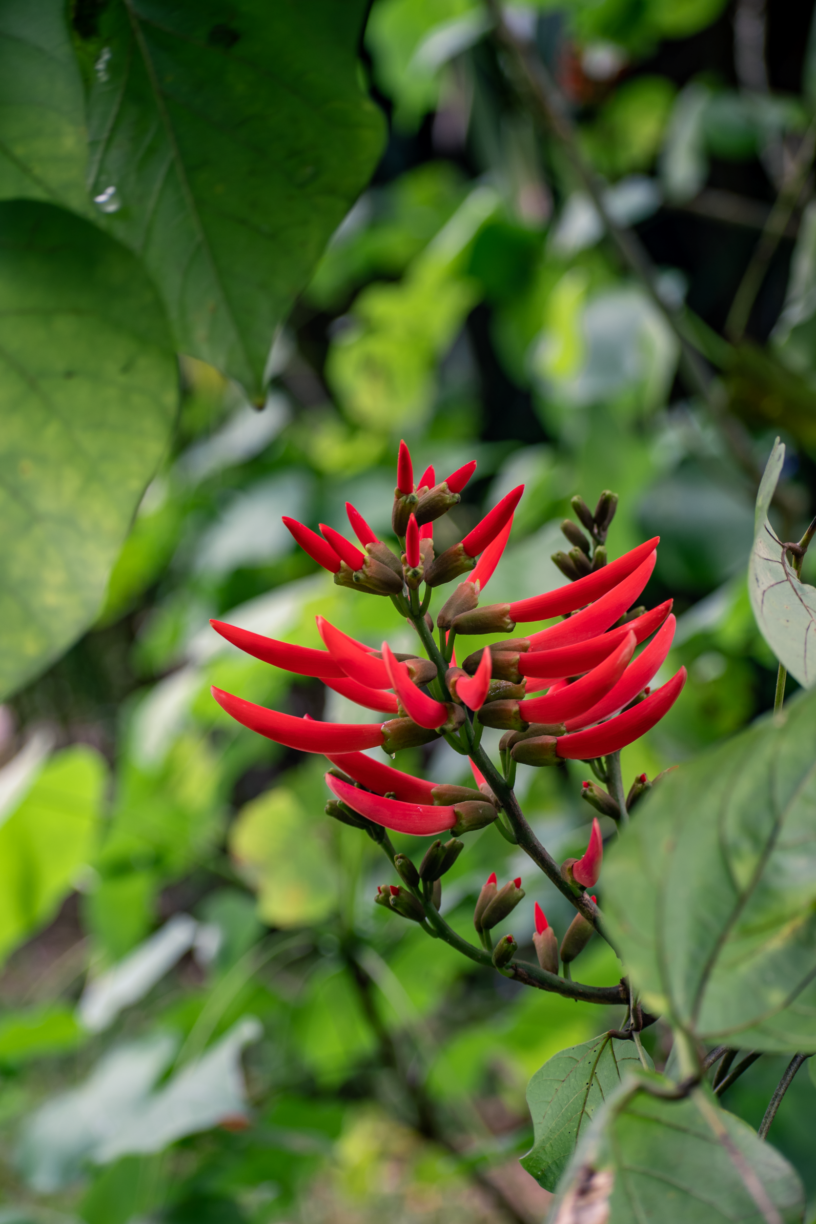 Erythrina cochleata (2).png