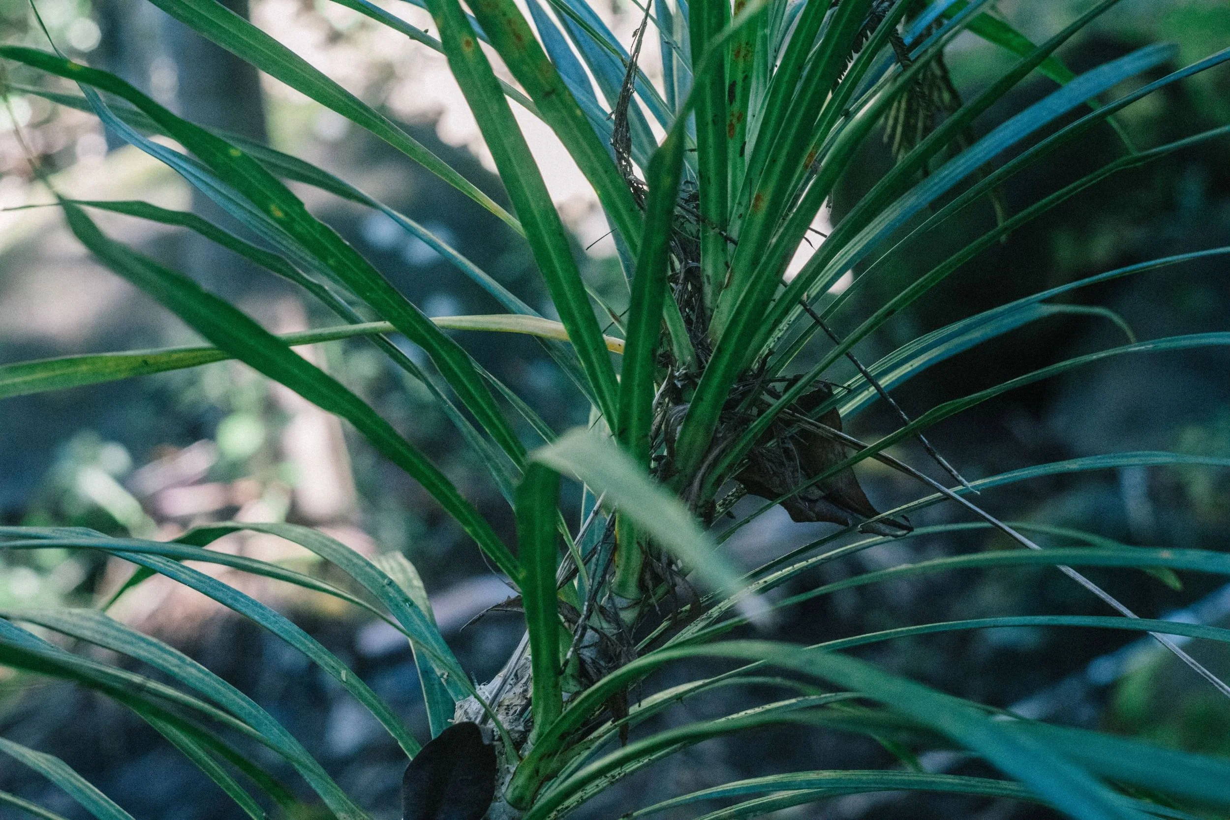 Dracaena Reflexa 2.jpg