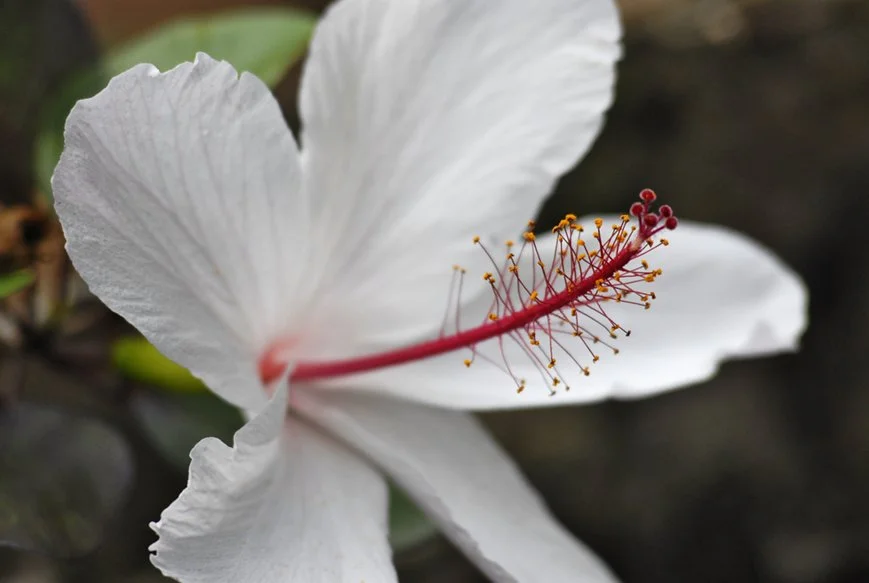 kokio ke'oke'o 7371.jpg