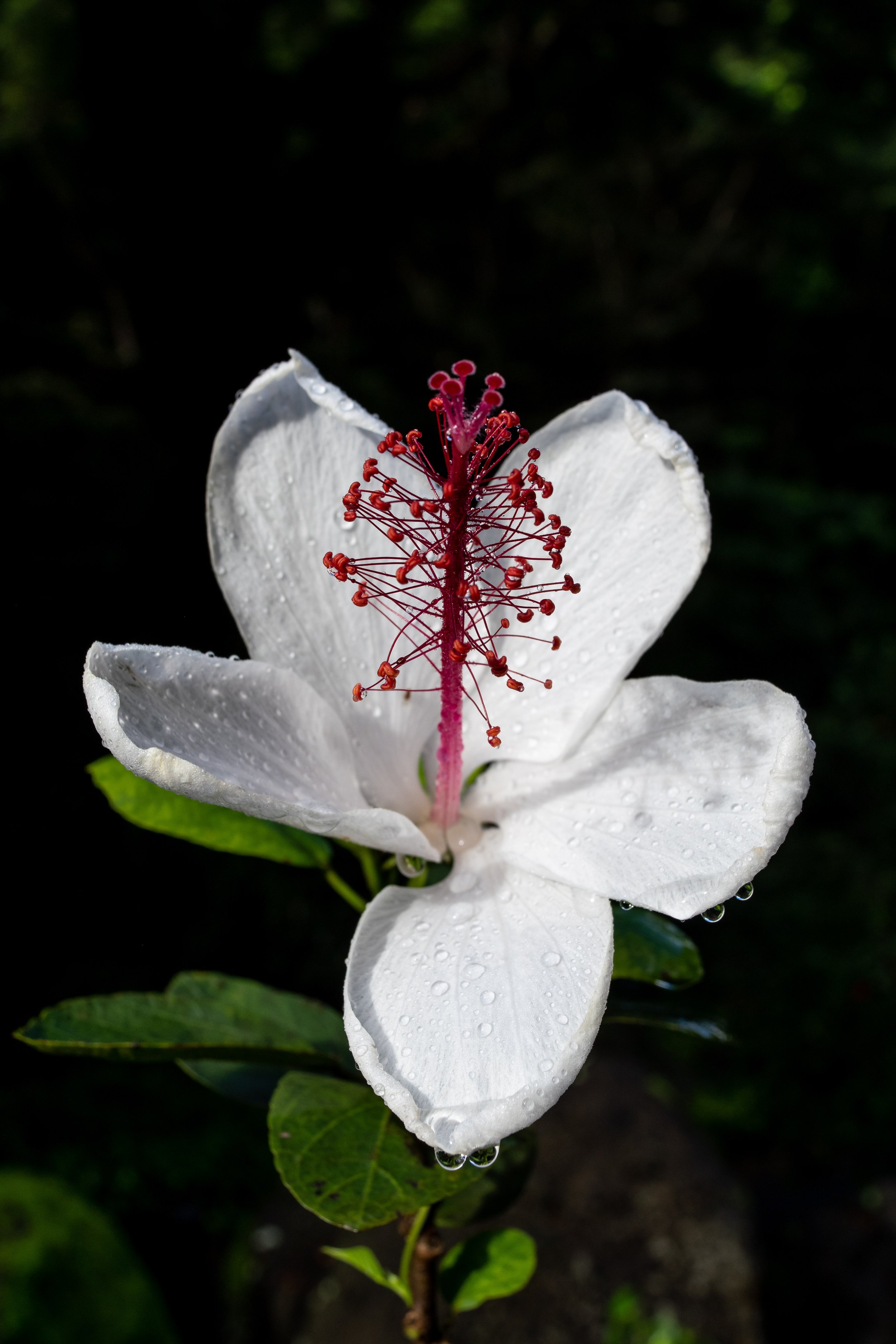Hibiscus Punaluuensis.jpg
