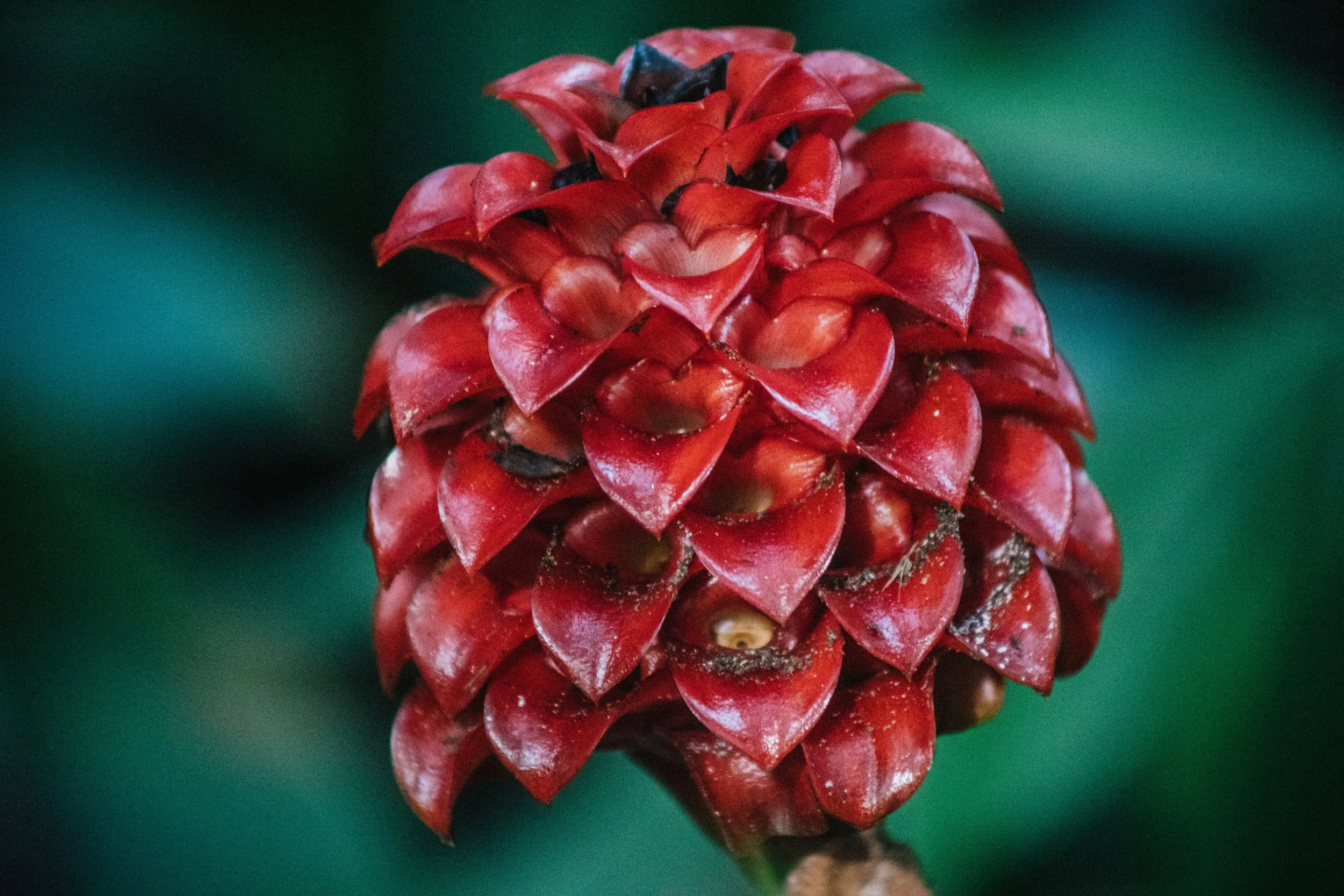 Pineapple GInger 5.jpg