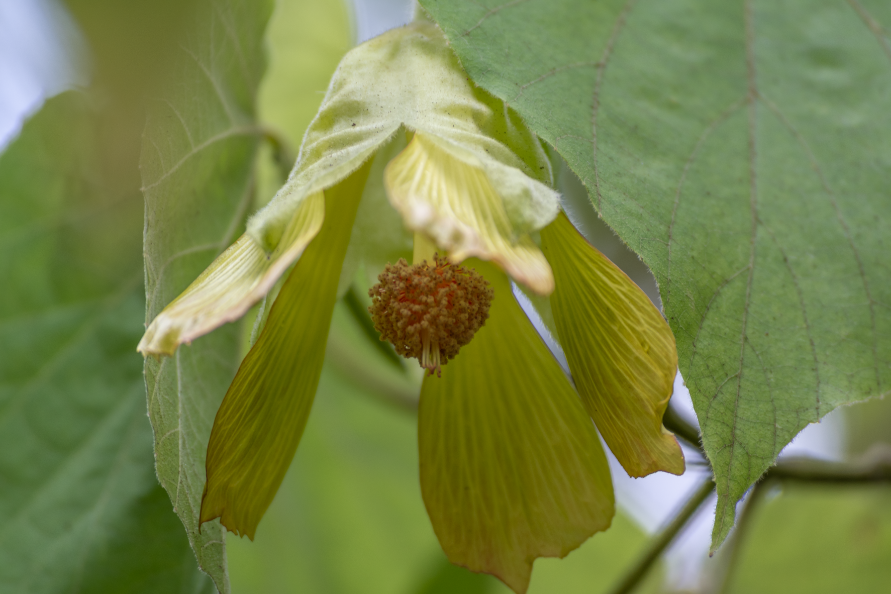 Abutilon sandwicense (2) small.png