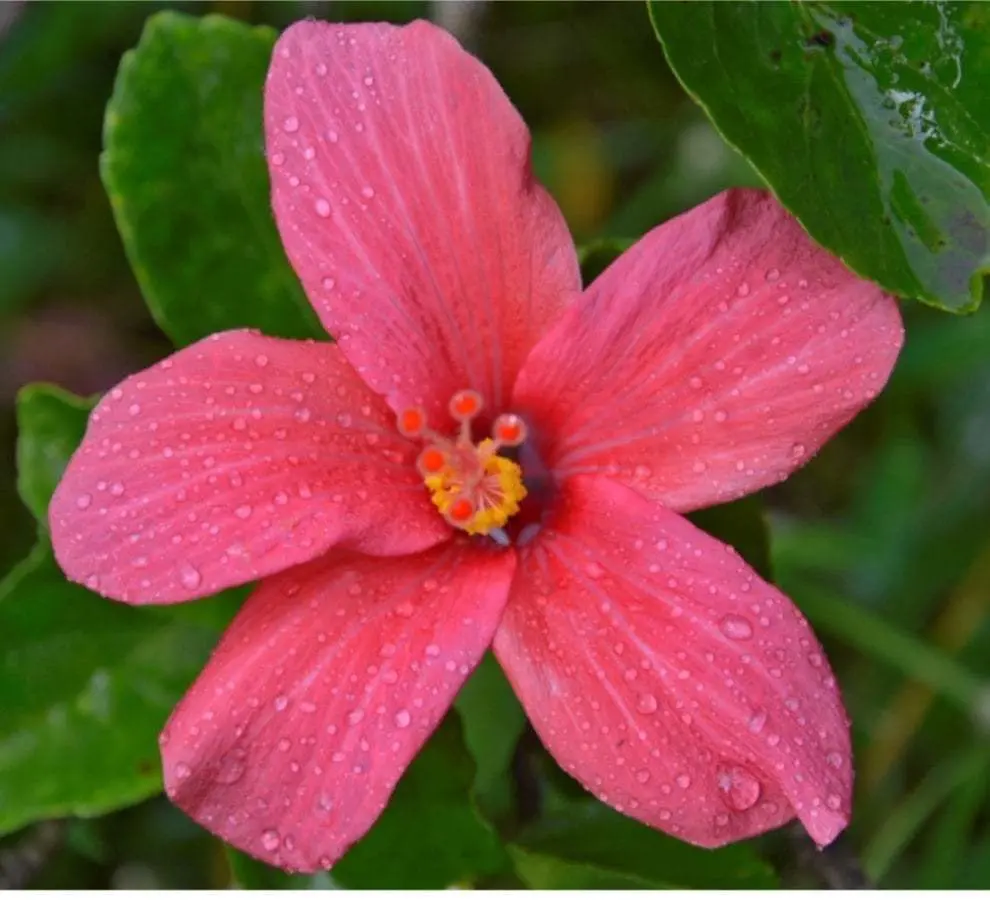HIBISCUS_FRAGILIS.jpg