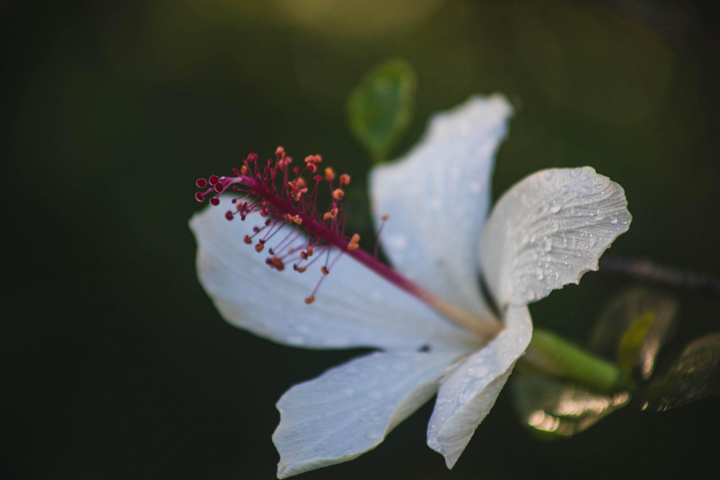 Native Hawaiian flora and fauna. Botanical garden.