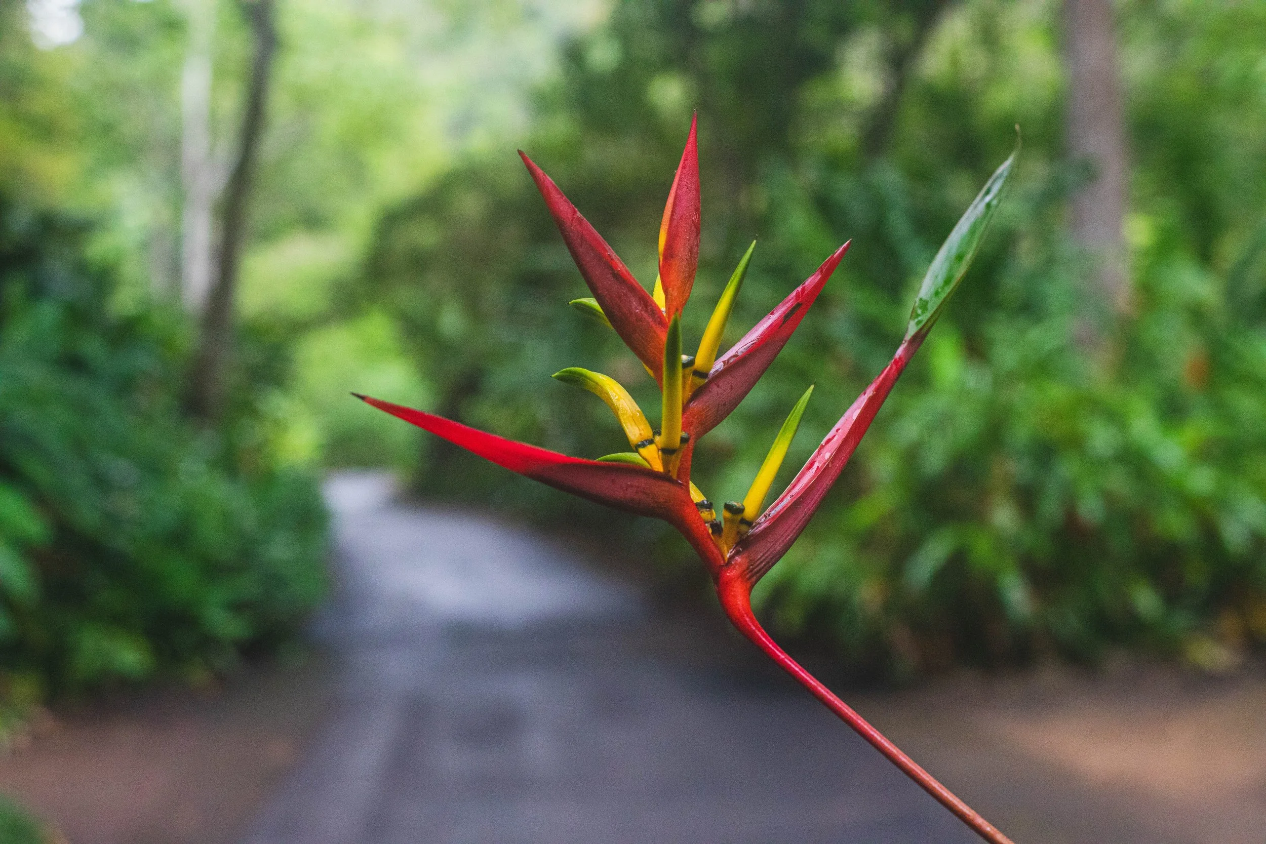 Heliconia vaginilis 3.jpg