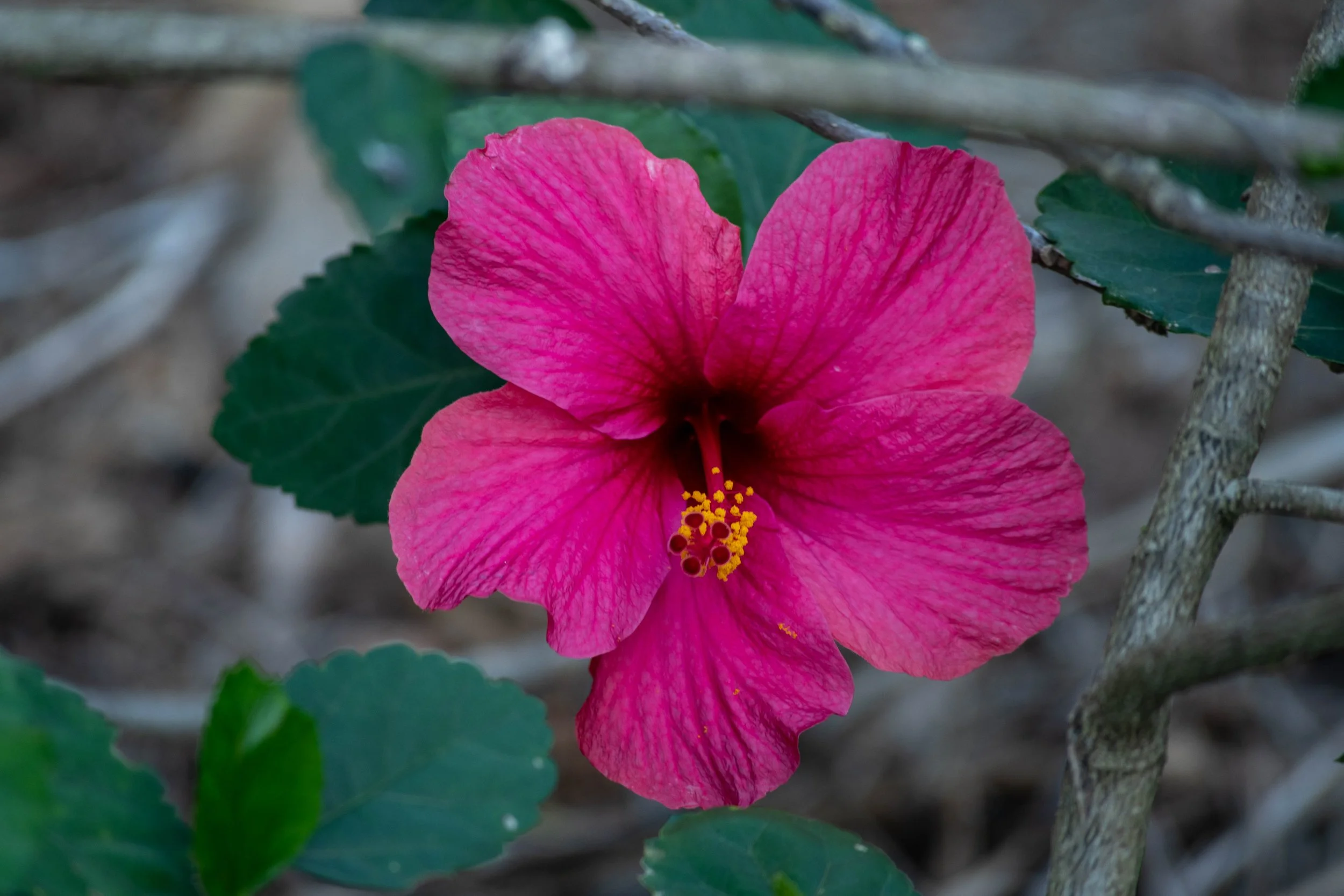 Hibiscus 'Huff Purple' (1).jpg